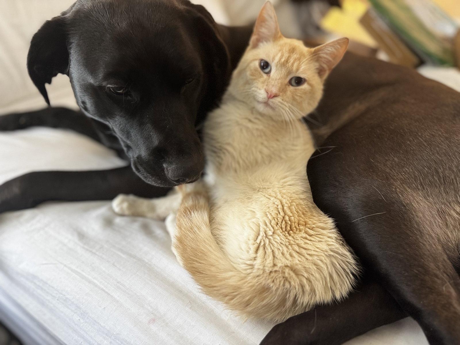 Enlarge Fagan: Siamese (FCID# 03/04/26-29 Middletown PS), a Adopted mixed breed in Greenville, DE image 2/3