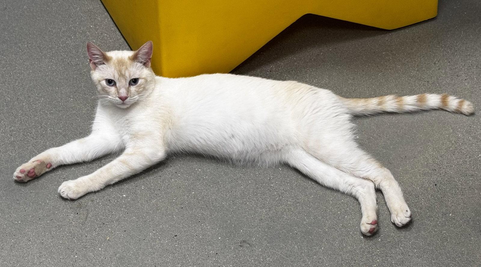 Enlarge Fagan: Siamese (FCID# 03/04/26-29 Middletown PS), a Adopted mixed breed in Greenville, DE image 3/3