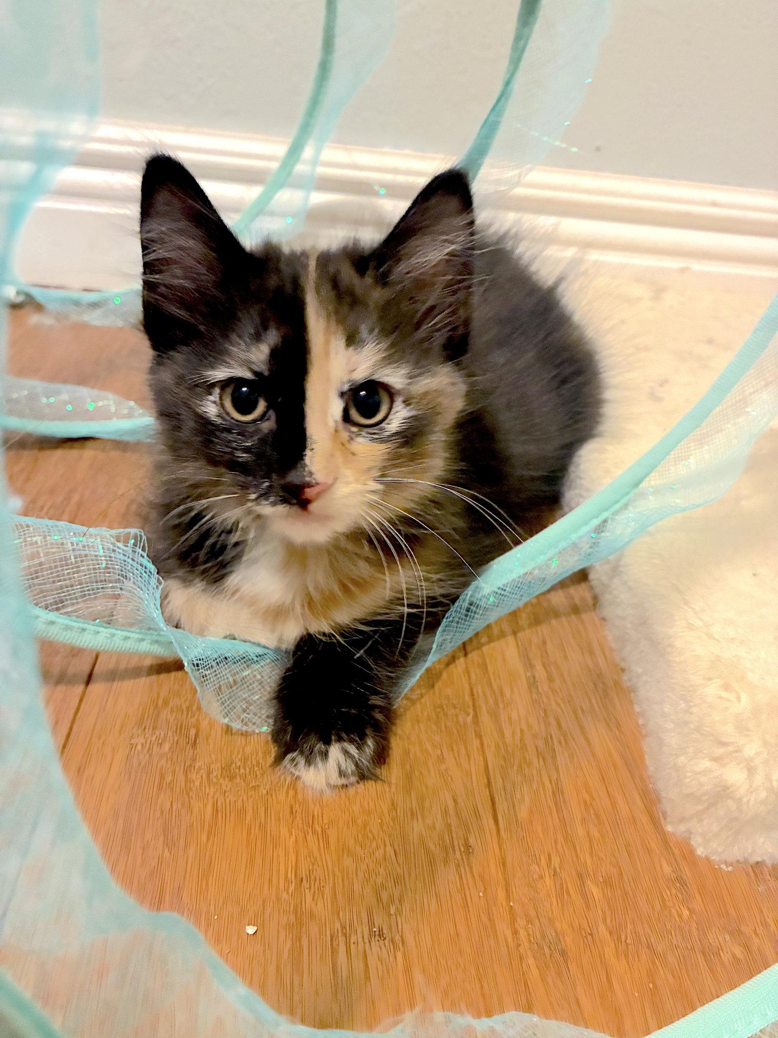 Mirage - Bonded with Rerun, Adoptable, Kitten Female Domestic Long Hair.