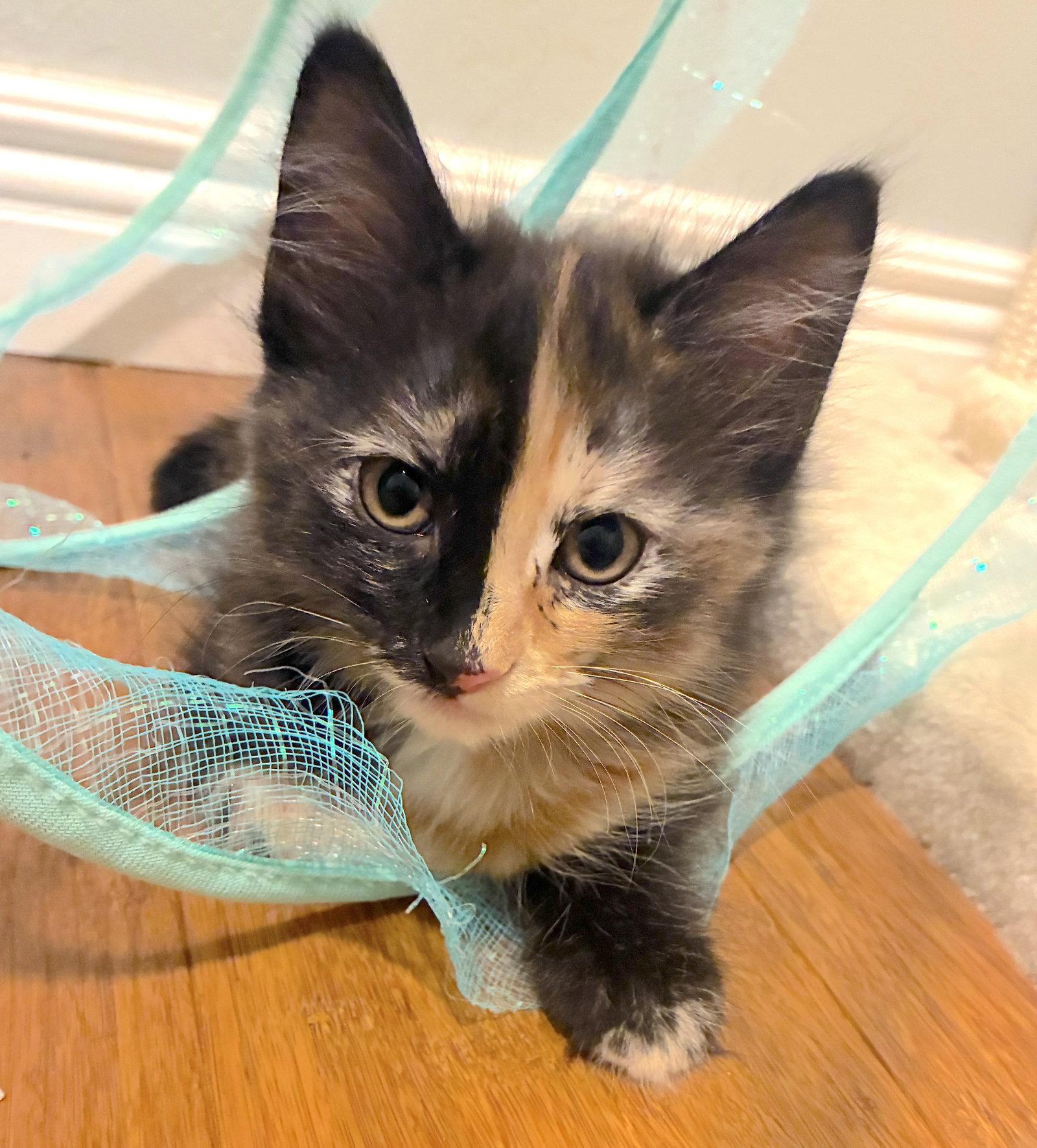 Enlarge Mirage - Bonded with Rerun, a Adoptable Domestic Long Hair in Fremont, CA image 2/3