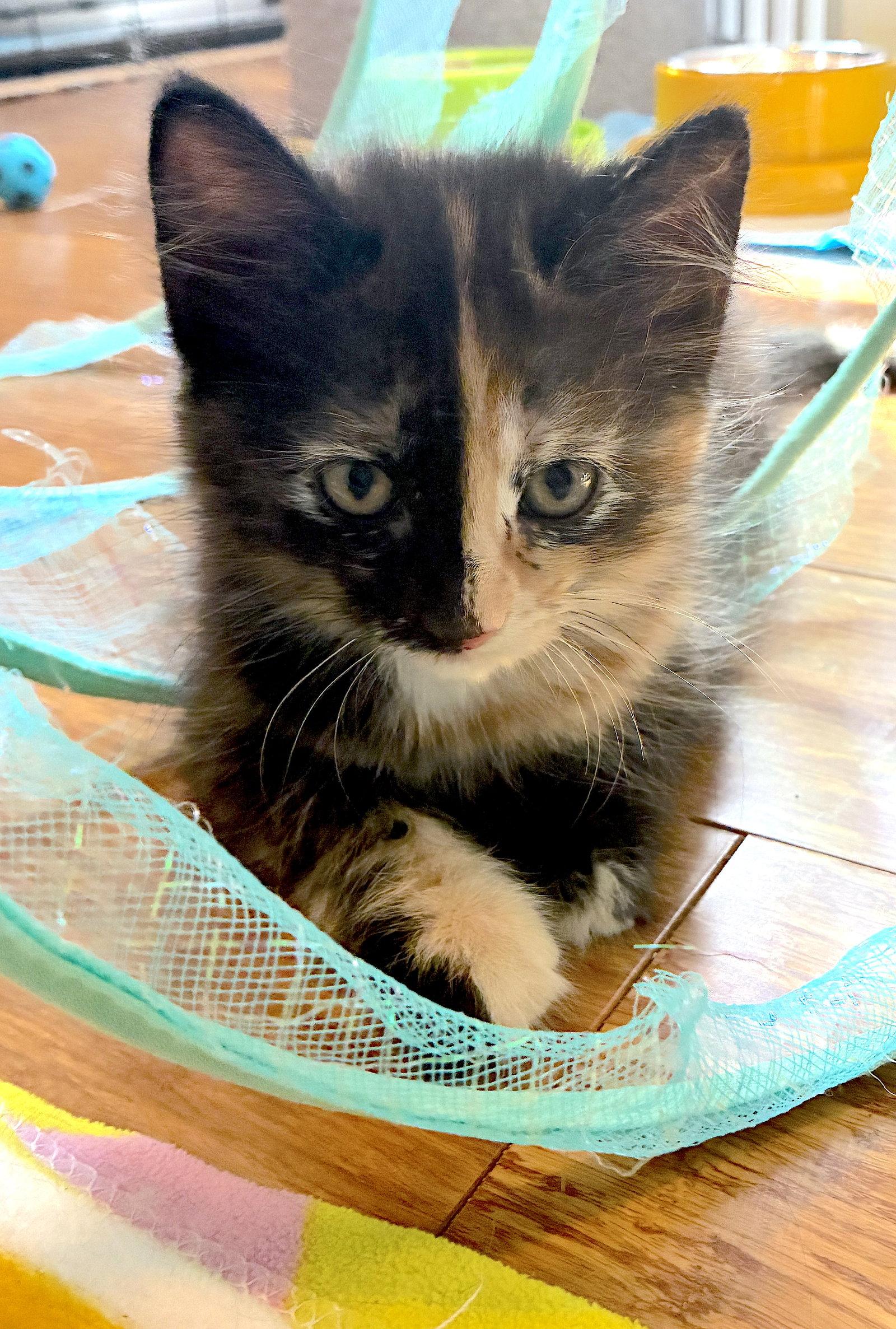 Enlarge Mirage - Bonded with Rerun, a Adoptable Domestic Long Hair in Fremont, CA image 3/3