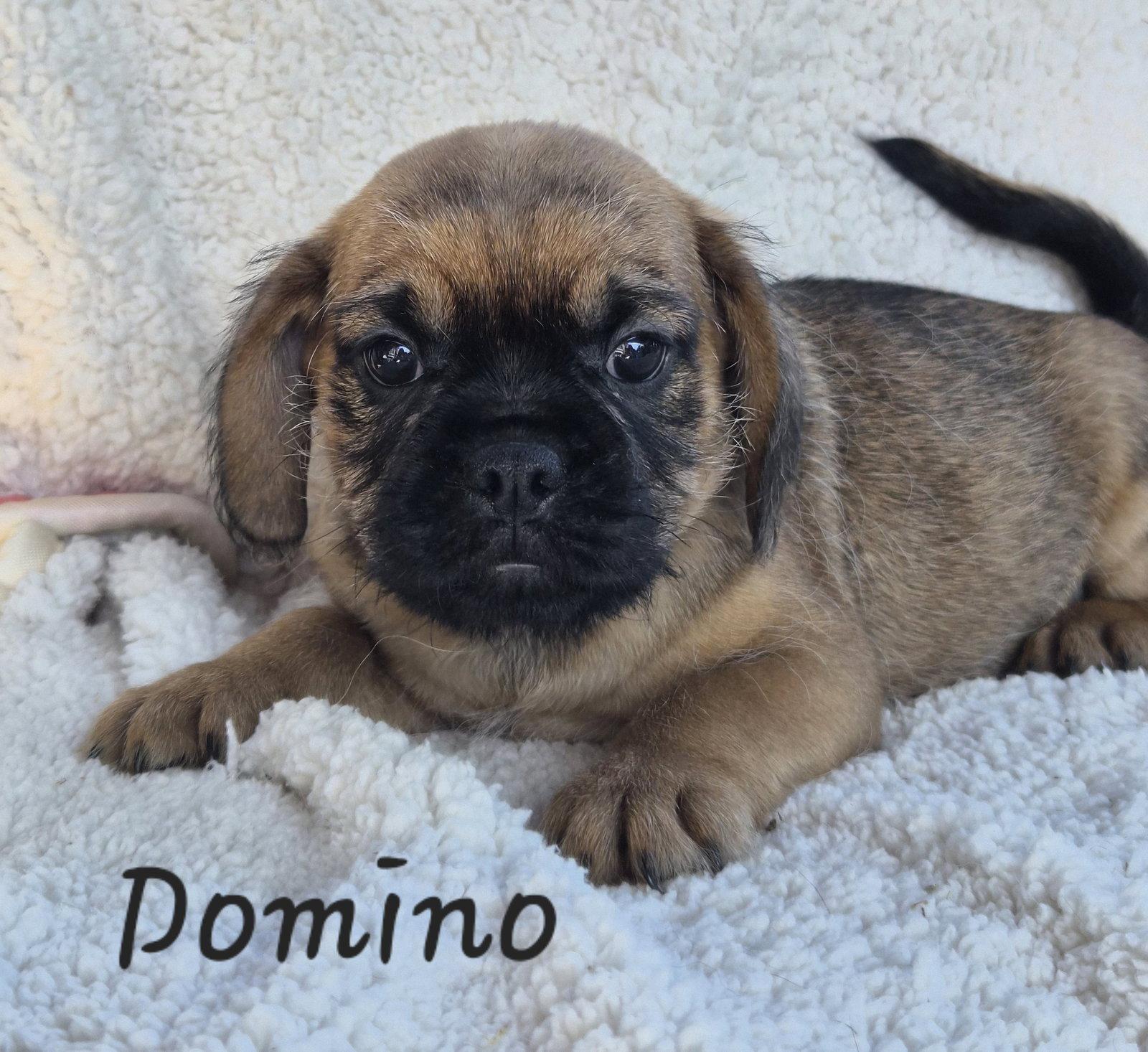 Enlarge Domino, a Adoptable Pug in Phelan, CA image 1/1