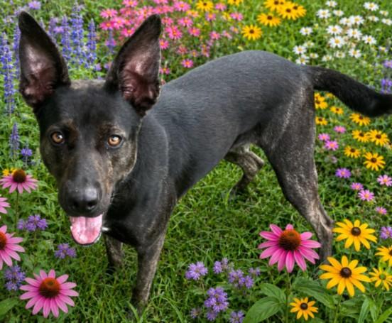 RAVEN, Adoptable, Young Female Labrador Retriever & Mixed Breed.