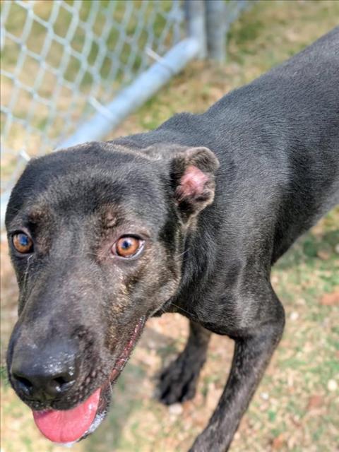 Enlarge RAVEN, a Adoptable mixed breed in Texas City, TX image 1/1