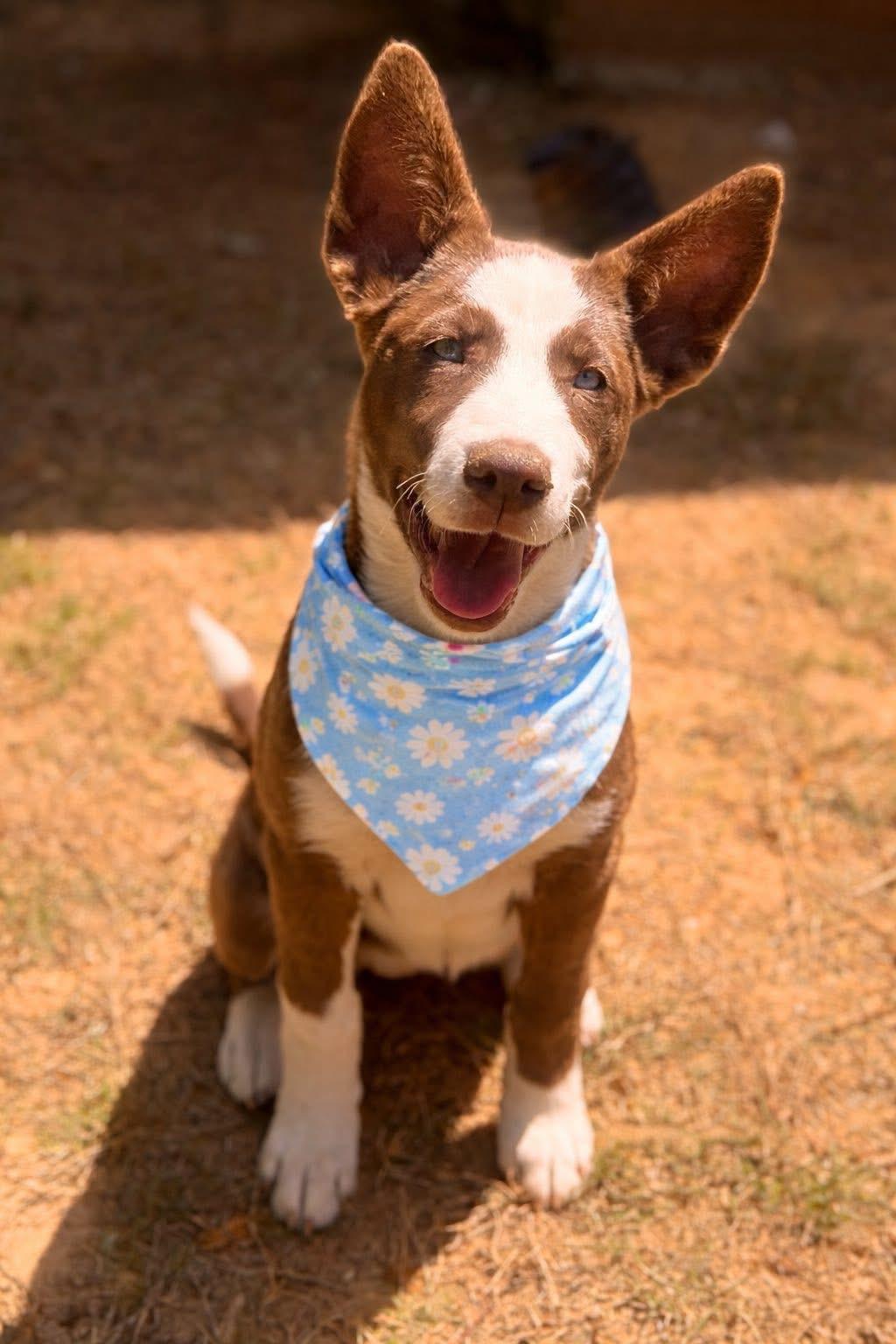 Enlarge Latte, a ADOPTABLE mixed breed in Alabaster, AL image 3/5