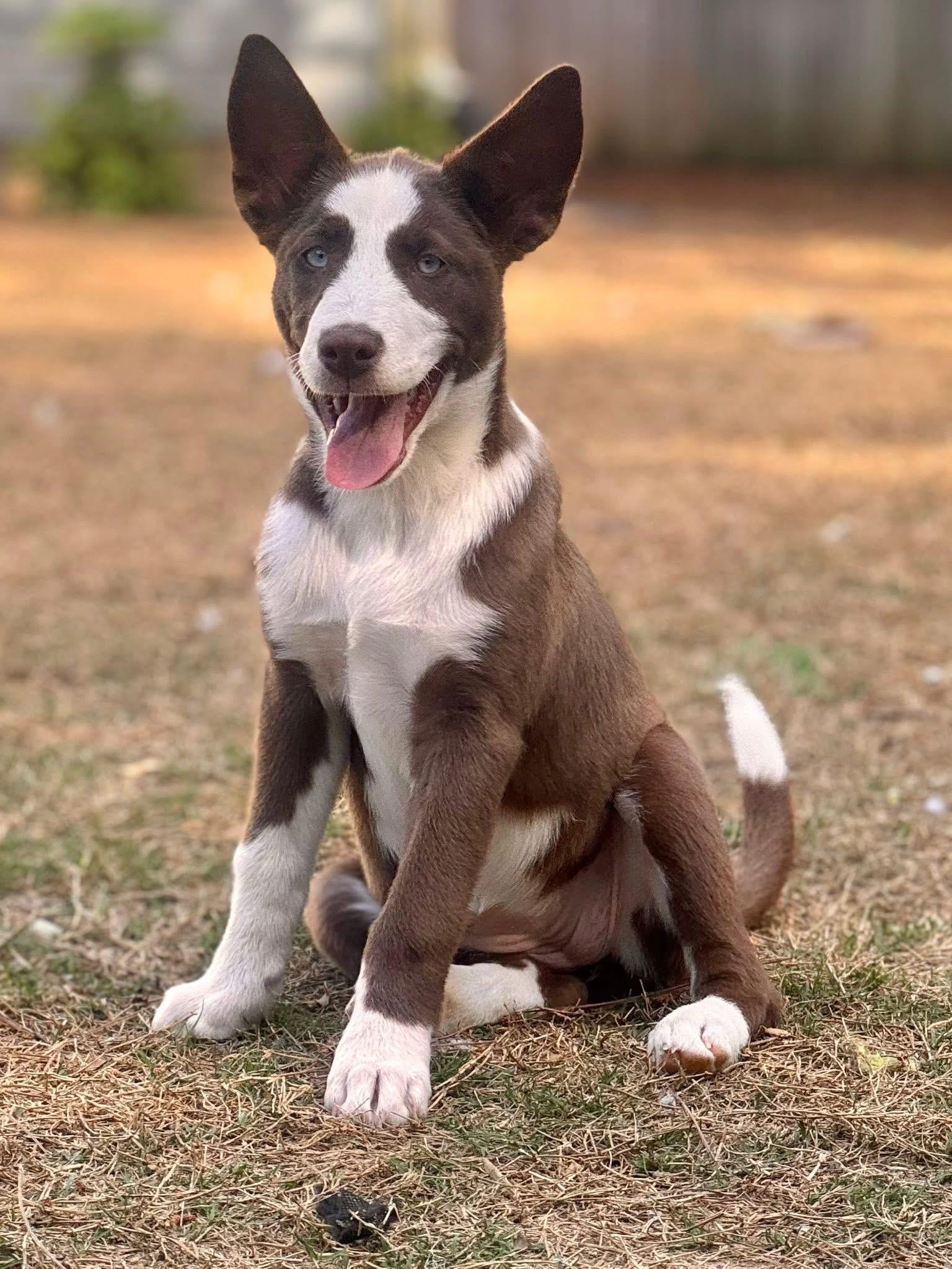 Enlarge Latte, a ADOPTABLE mixed breed in Alabaster, AL image 5/5