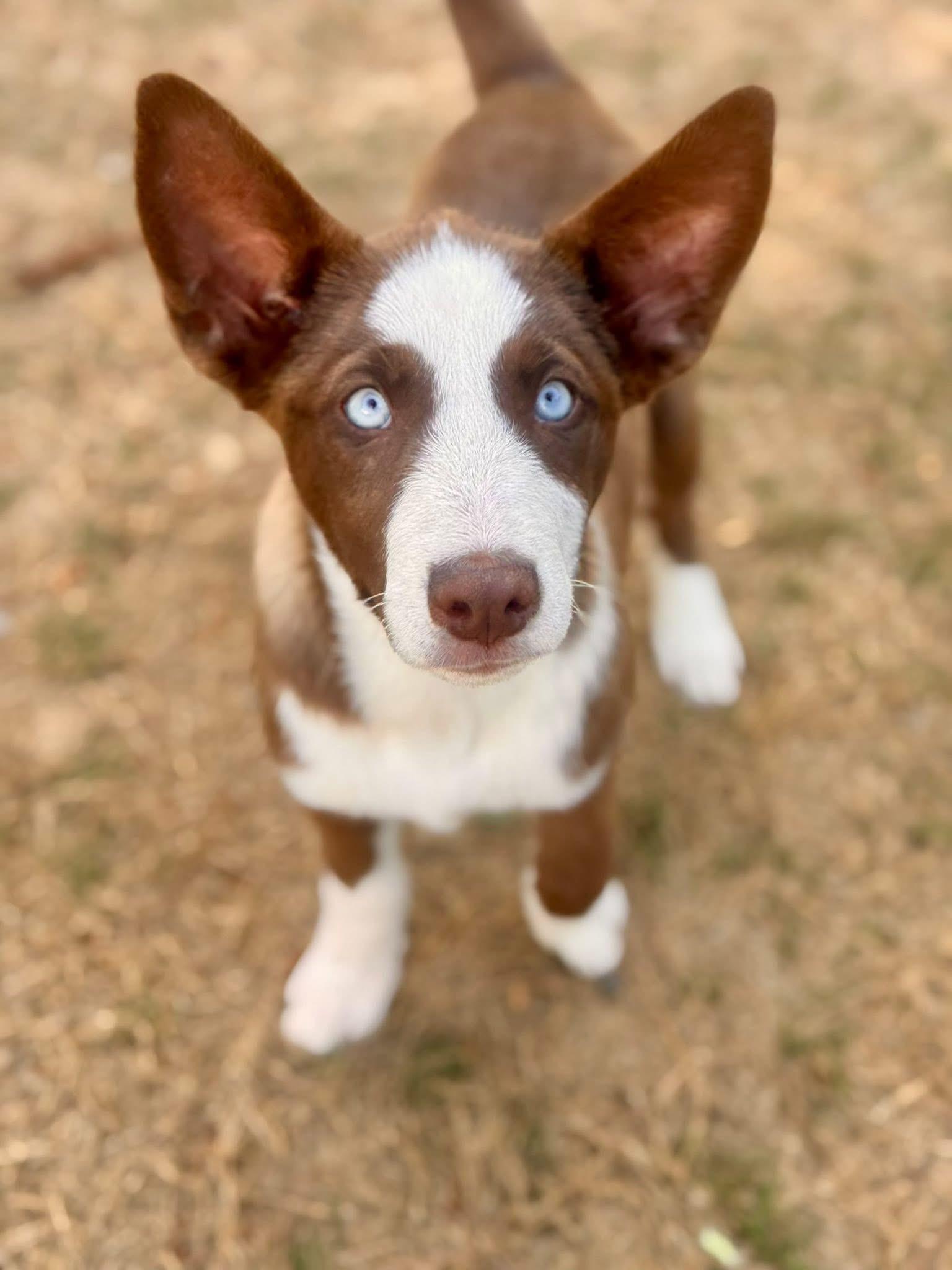 Enlarge Latte, a ADOPTABLE mixed breed in Alabaster, AL image 4/5