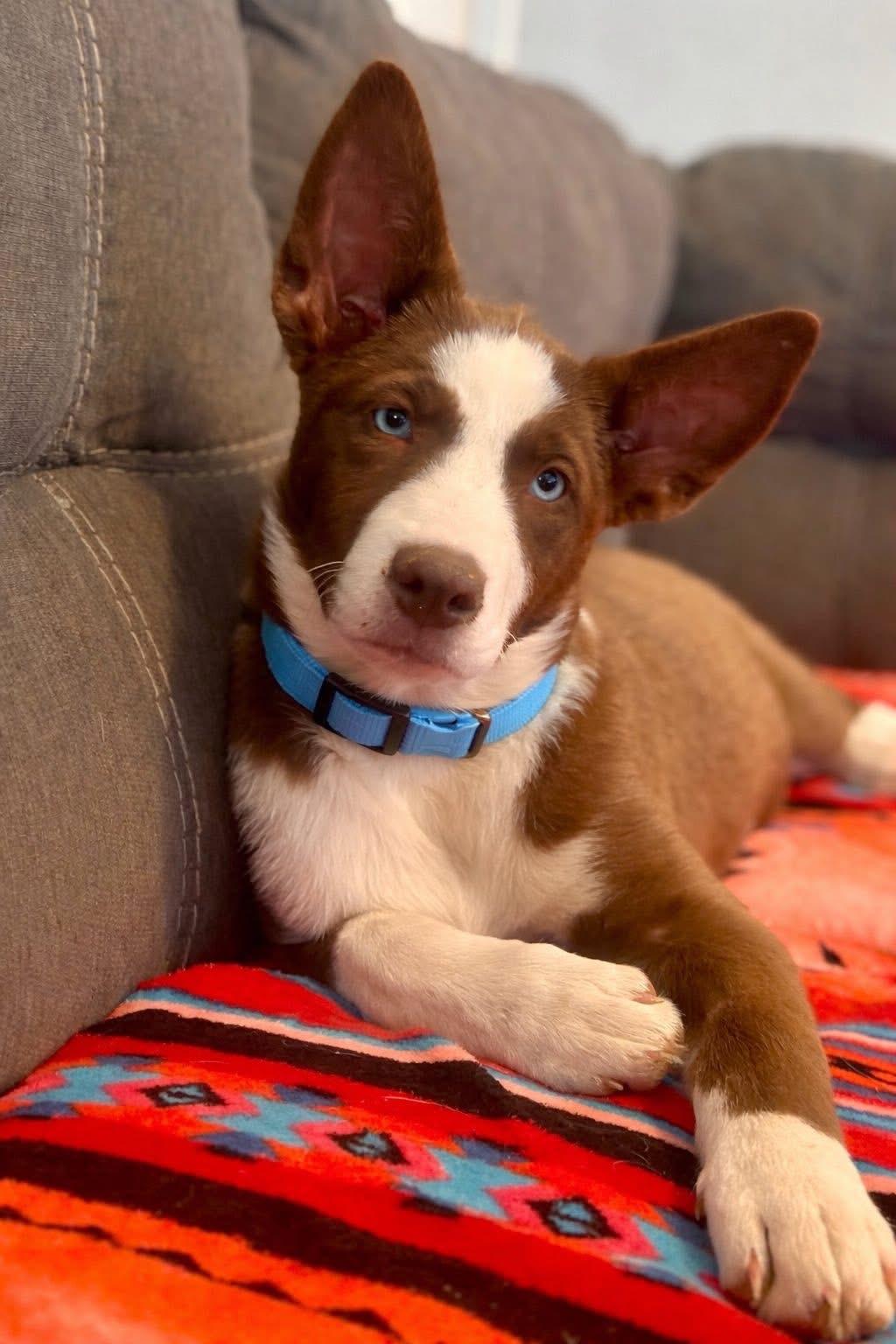 Enlarge Latte, a ADOPTABLE mixed breed in Alabaster, AL image 2/5