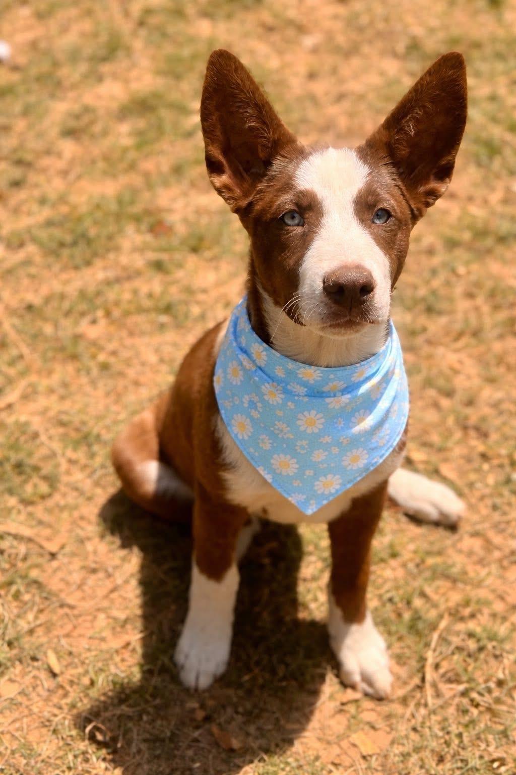 Latte, ADOPTABLE, Young Female Australian Shepherd & Labrador Retriever.