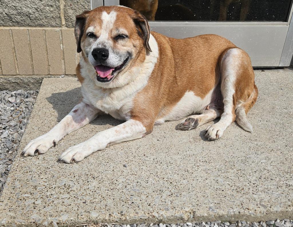 Skittles, Adoptable, Senior Female Mixed Breed.