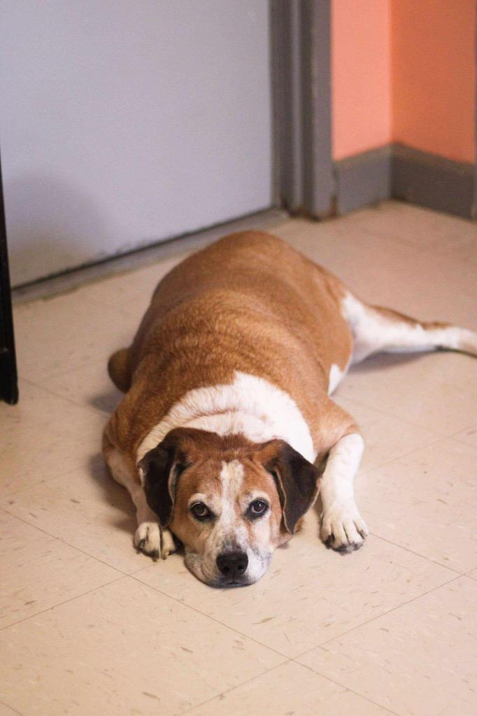 Skittles, a Adoptable mixed breed in Morgantown, KY image 2/6