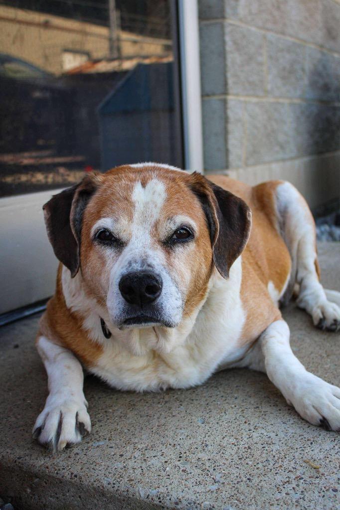 Skittles, Adoptable, Senior Female Mixed Breed.