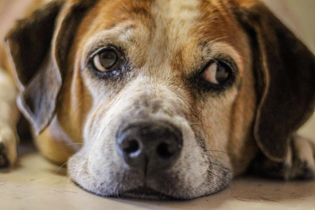 Skittles, a Adoptable mixed breed in Morgantown, KY image 3/6