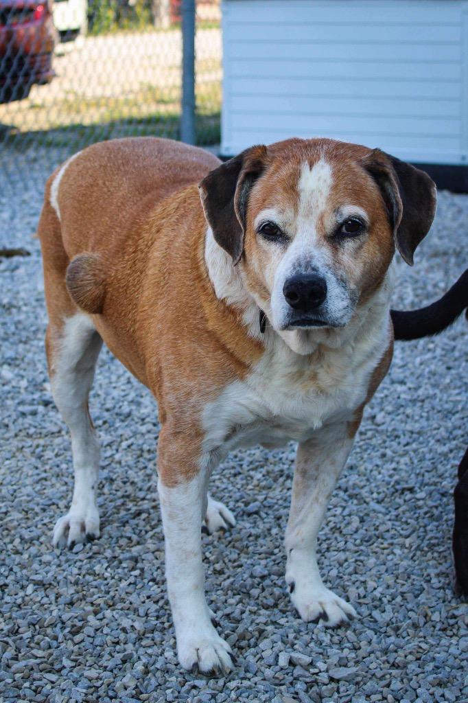 Skittles, a Adoptable mixed breed in Morgantown, KY image 4/6