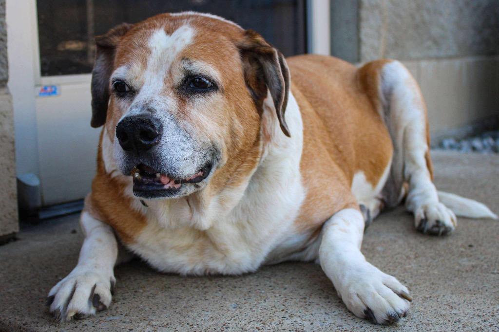 Skittles, a Adoptable mixed breed in Morgantown, KY image 6/6