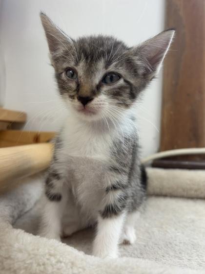Santos, a Adoptable mixed breed in Burlington, WI image 1/3