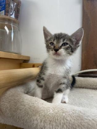 Santos, a Adoptable mixed breed in Burlington, WI image 2/3