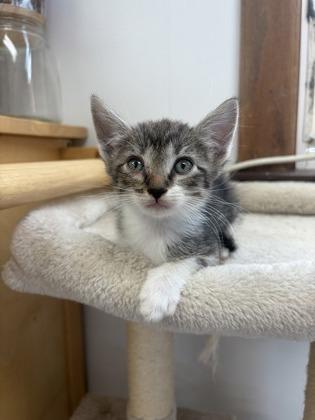 Santos, a Adoptable mixed breed in Burlington, WI image 3/3