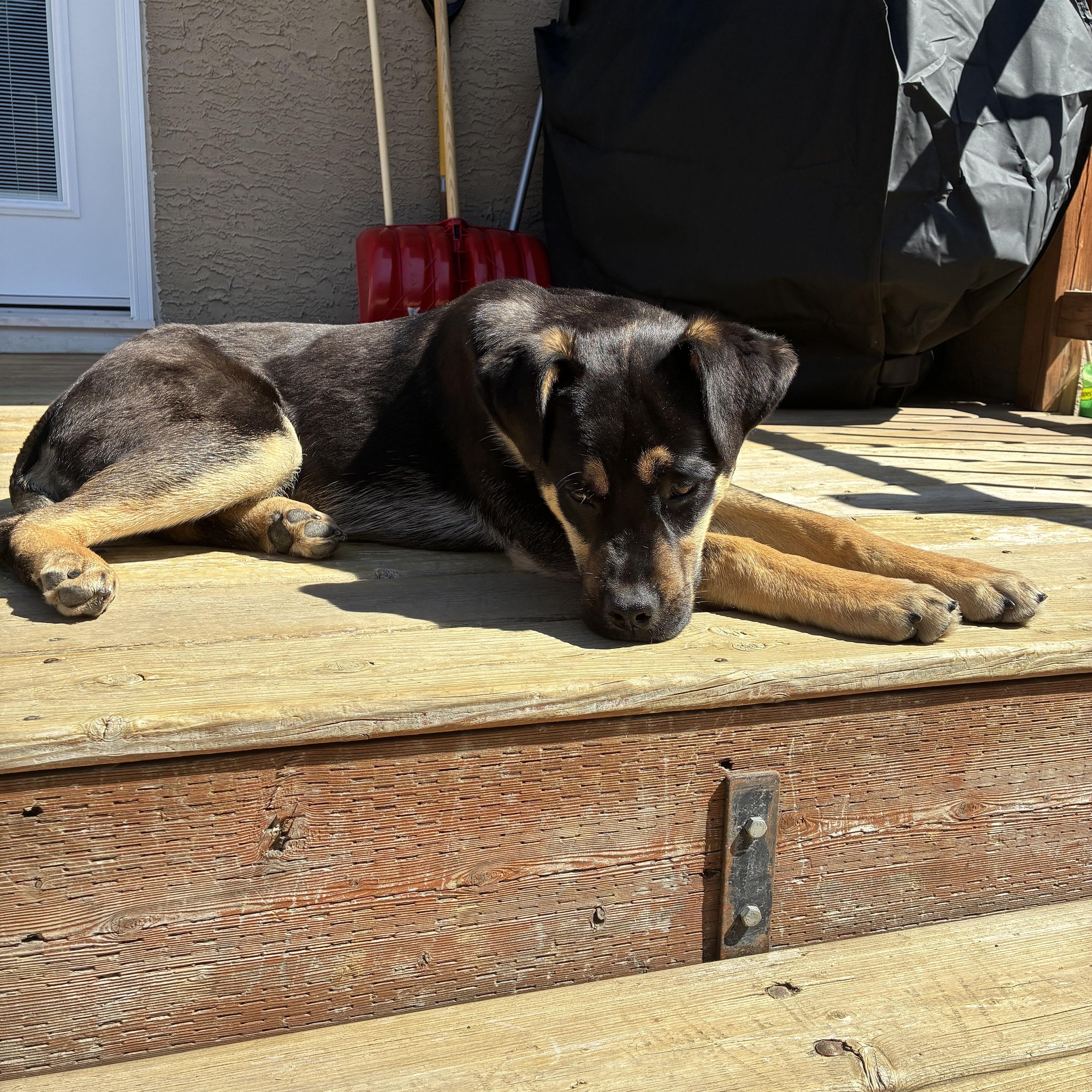 Frankie, a ADOPTABLE mixed breed in Saskatoon, SK image 6/6
