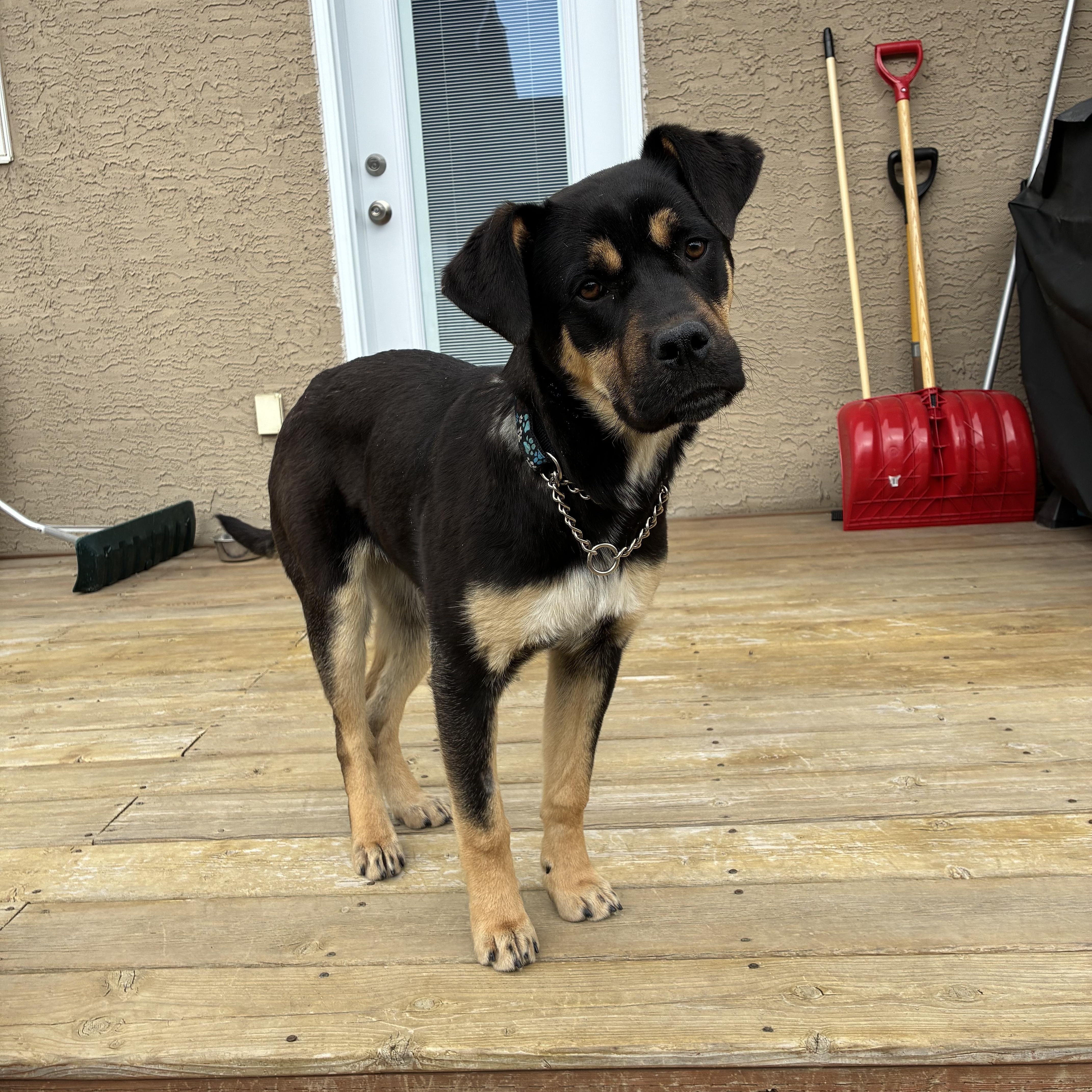 Frankie, ADOPTABLE, Young Female Mixed Breed.