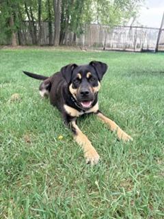 Frankie, a ADOPTABLE mixed breed in Saskatoon, SK image 6/6