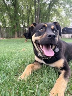 Frankie, a ADOPTABLE mixed breed in Saskatoon, SK image 2/6