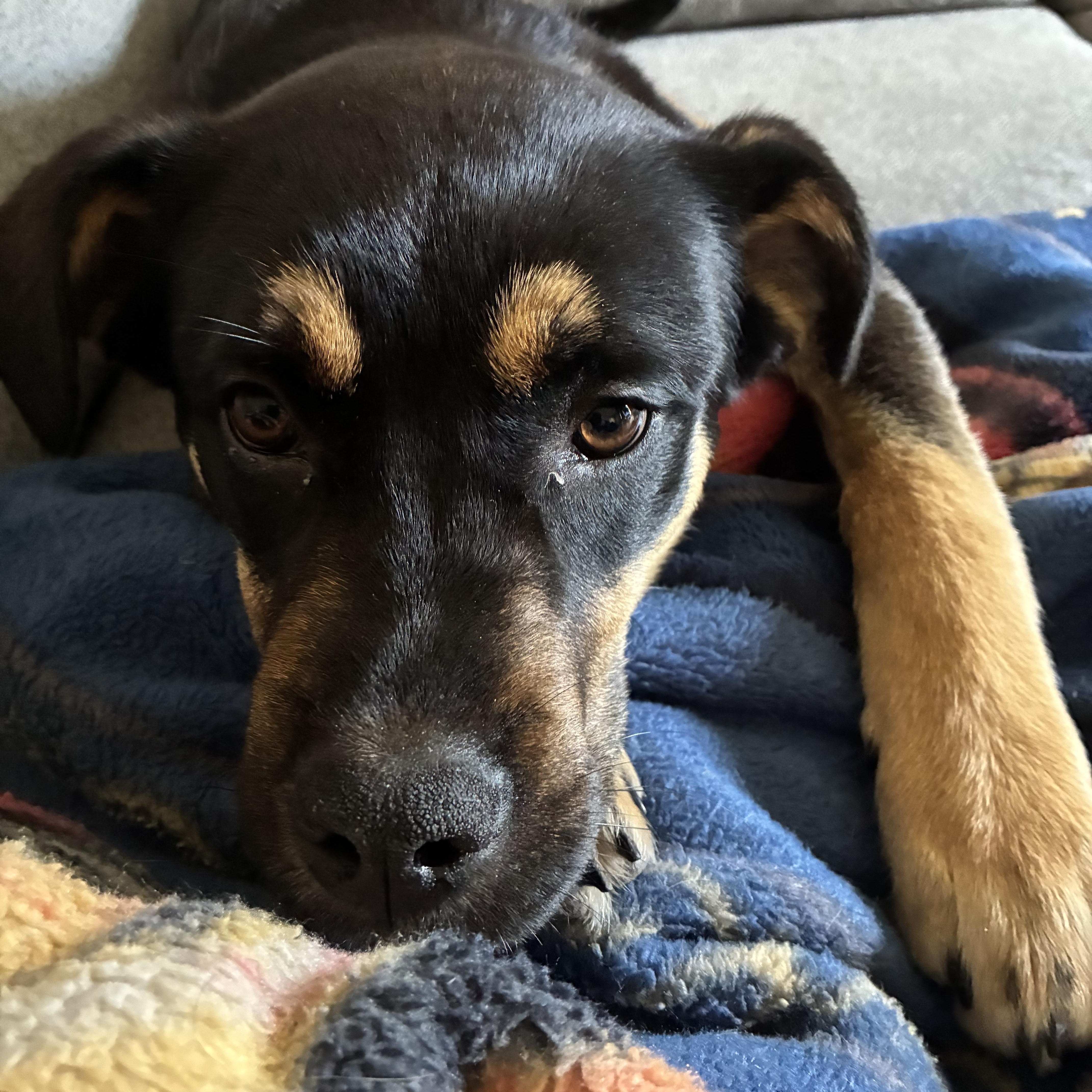 Frankie, a ADOPTABLE mixed breed in Saskatoon, SK image 2/6