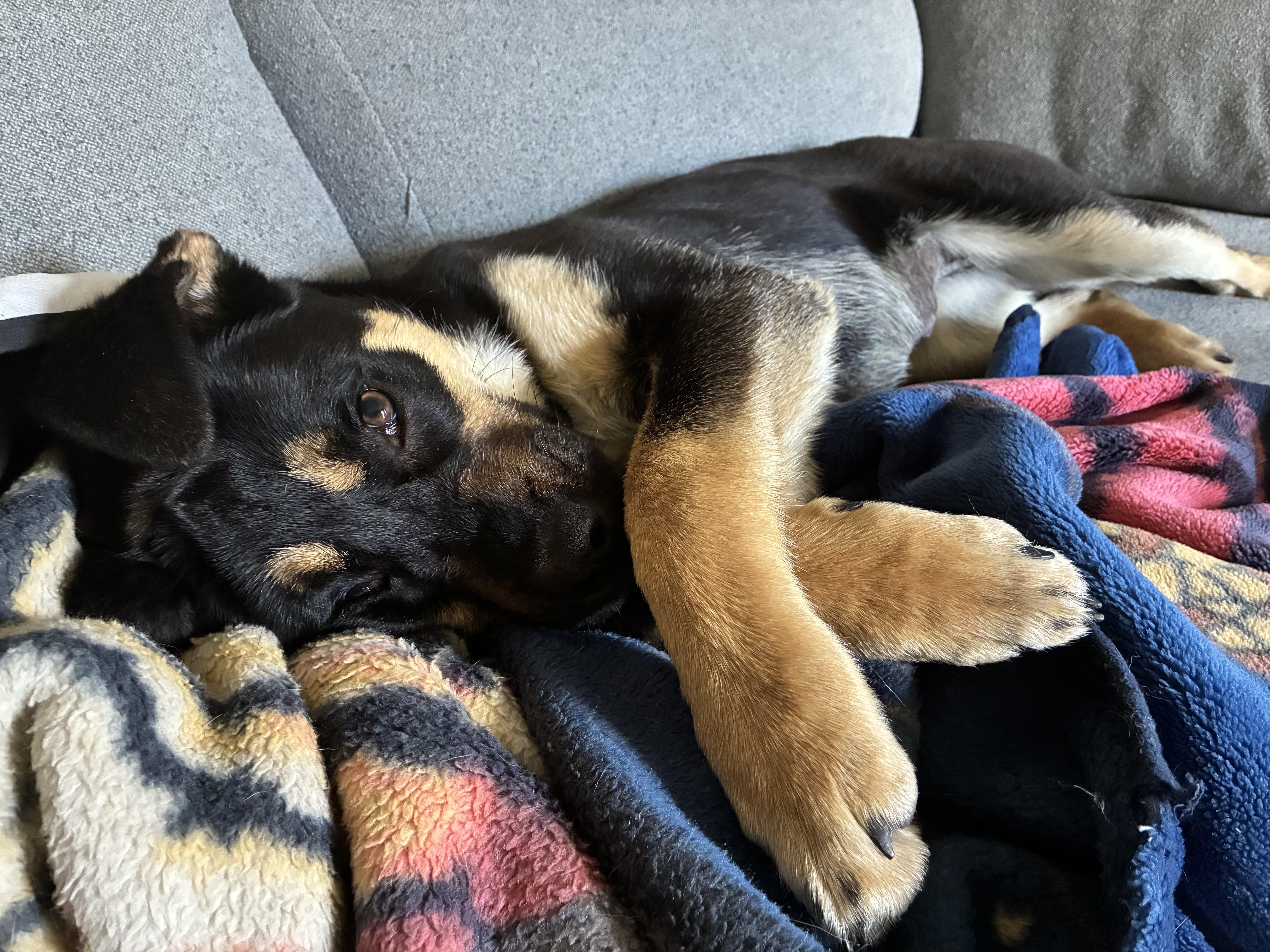 Frankie, a ADOPTABLE mixed breed in Saskatoon, SK image 5/6