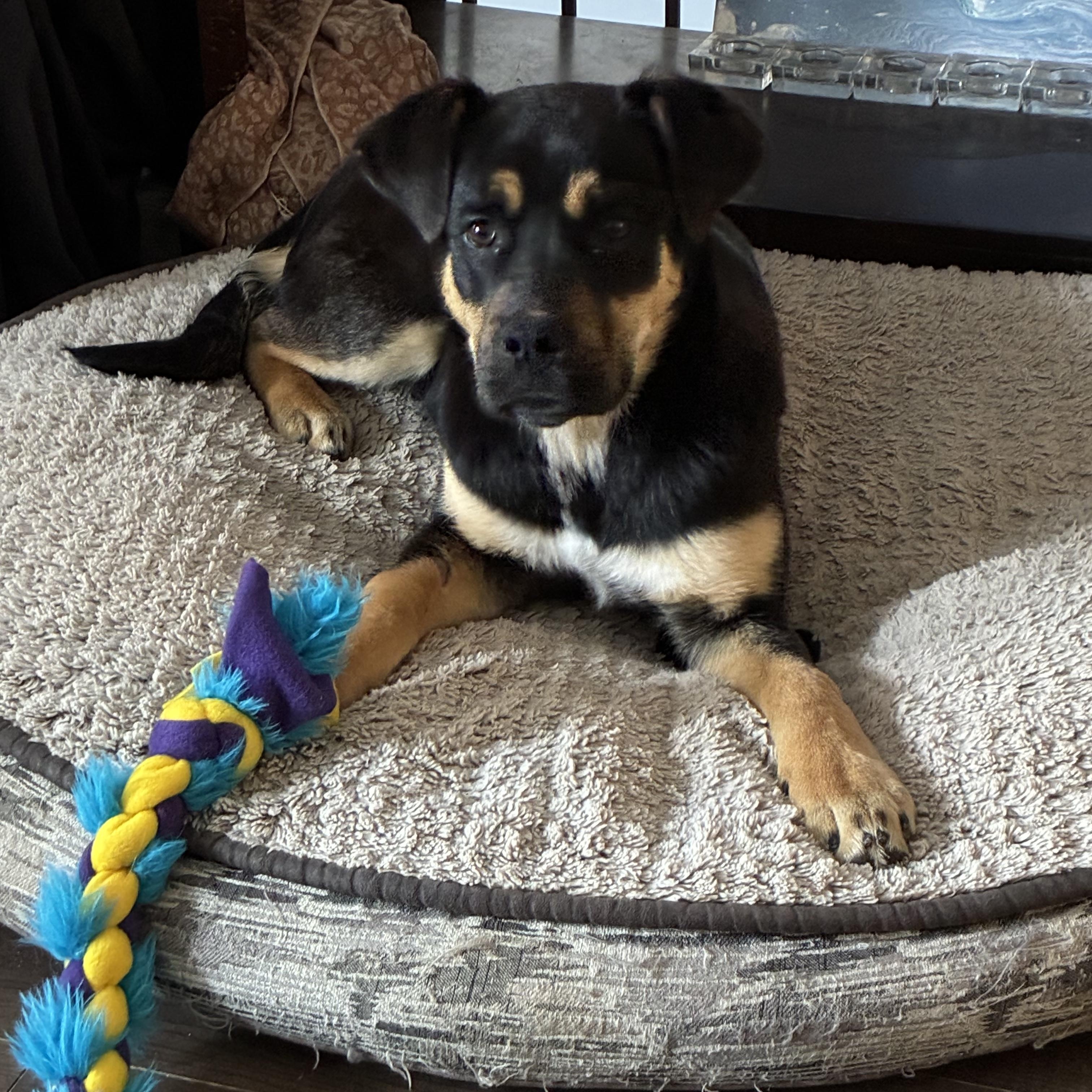 Frankie, a ADOPTABLE mixed breed in Saskatoon, SK image 4/6