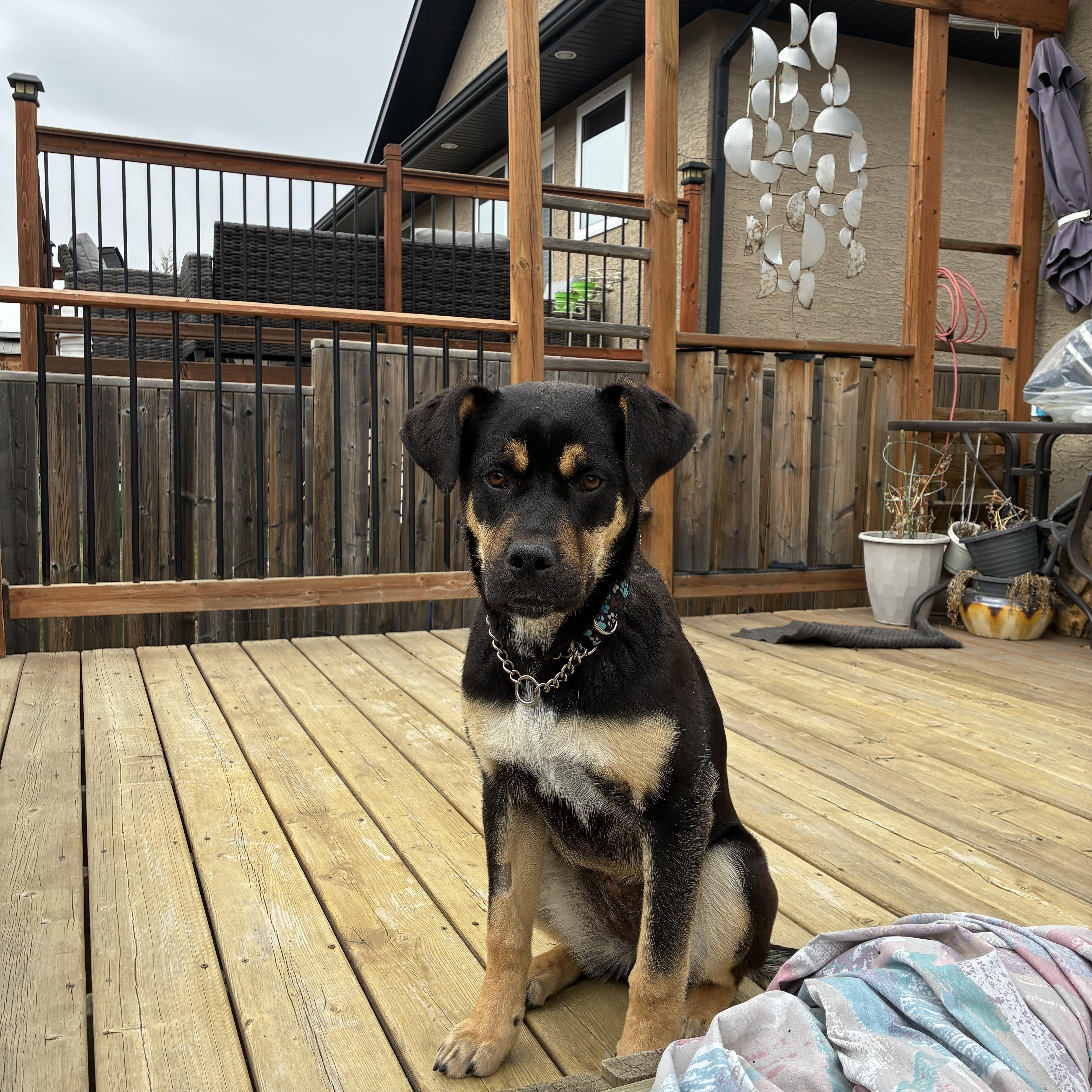 Frankie, a ADOPTABLE mixed breed in Saskatoon, SK image 3/6
