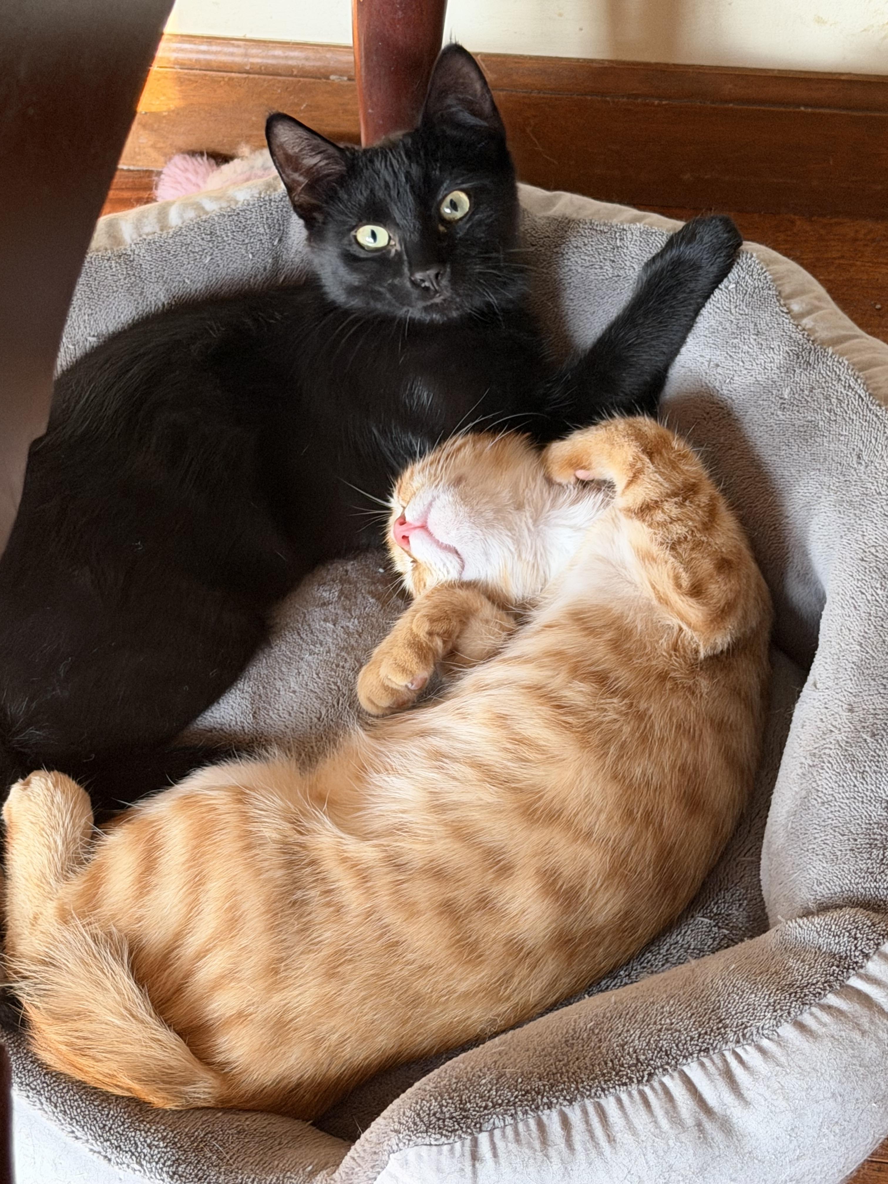 Enlarge Ramesses, a ADOPTABLE Domestic Short Hair in Williamsville, NY image 2/2