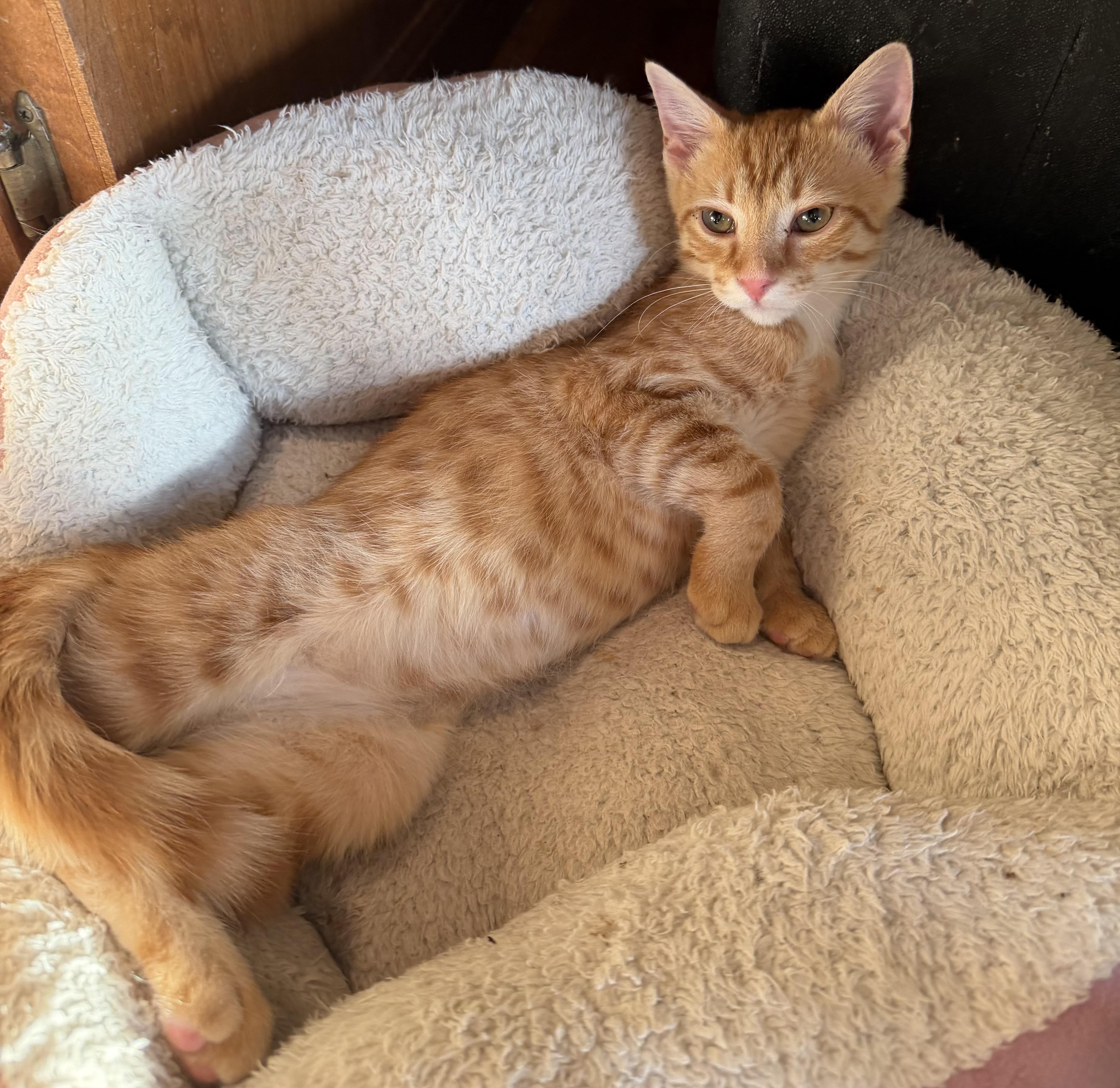 Ramesses, ADOPTABLE, Kitten Male Domestic Short Hair.