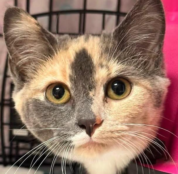 Enlarge Alannah, a Adoptable Dilute Tortoiseshell in McDonald, PA image 2/5