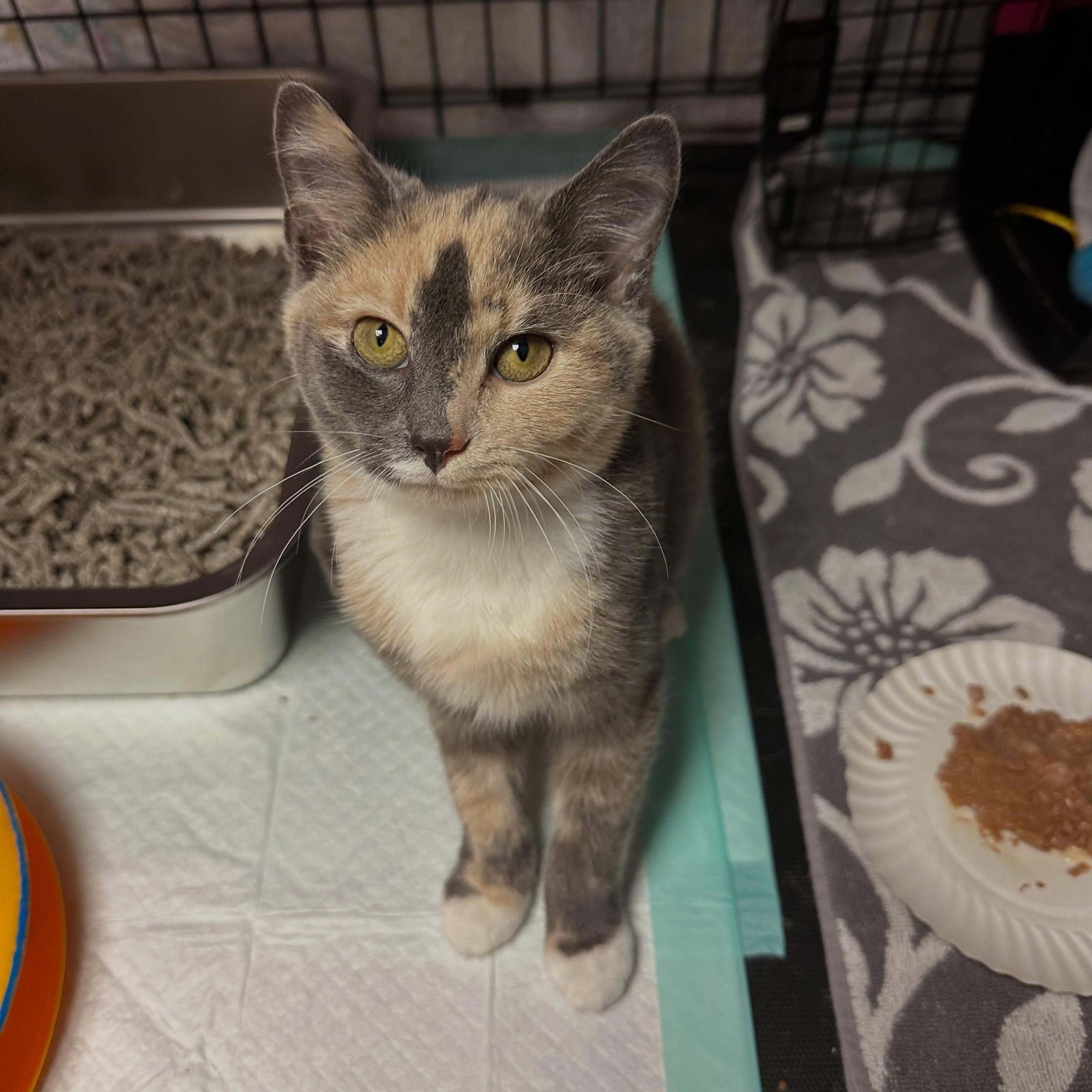 Enlarge Alannah, a Adoptable Dilute Tortoiseshell in McDonald, PA image 5/5
