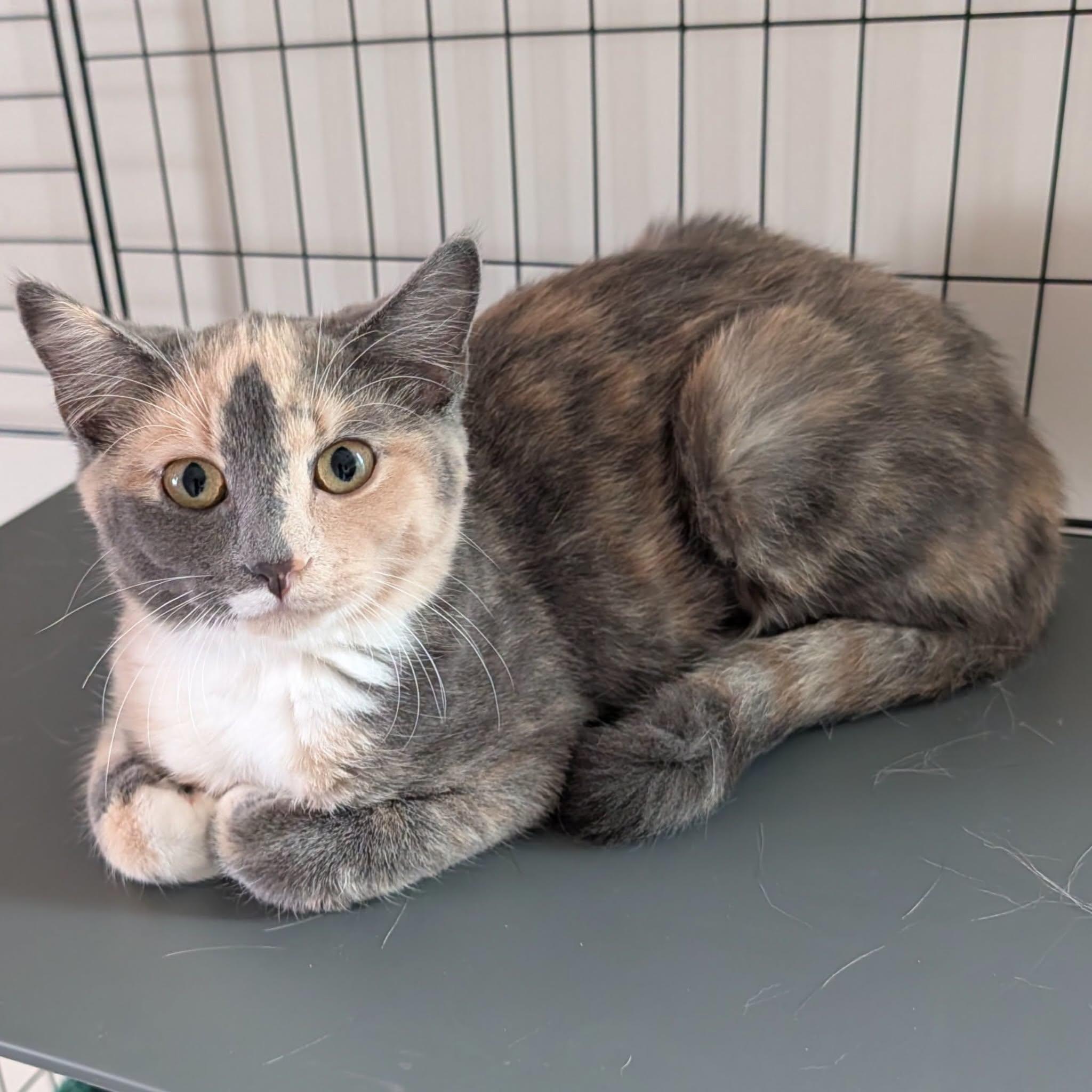 Enlarge Alannah, a Adoptable Dilute Tortoiseshell in McDonald, PA image 4/5