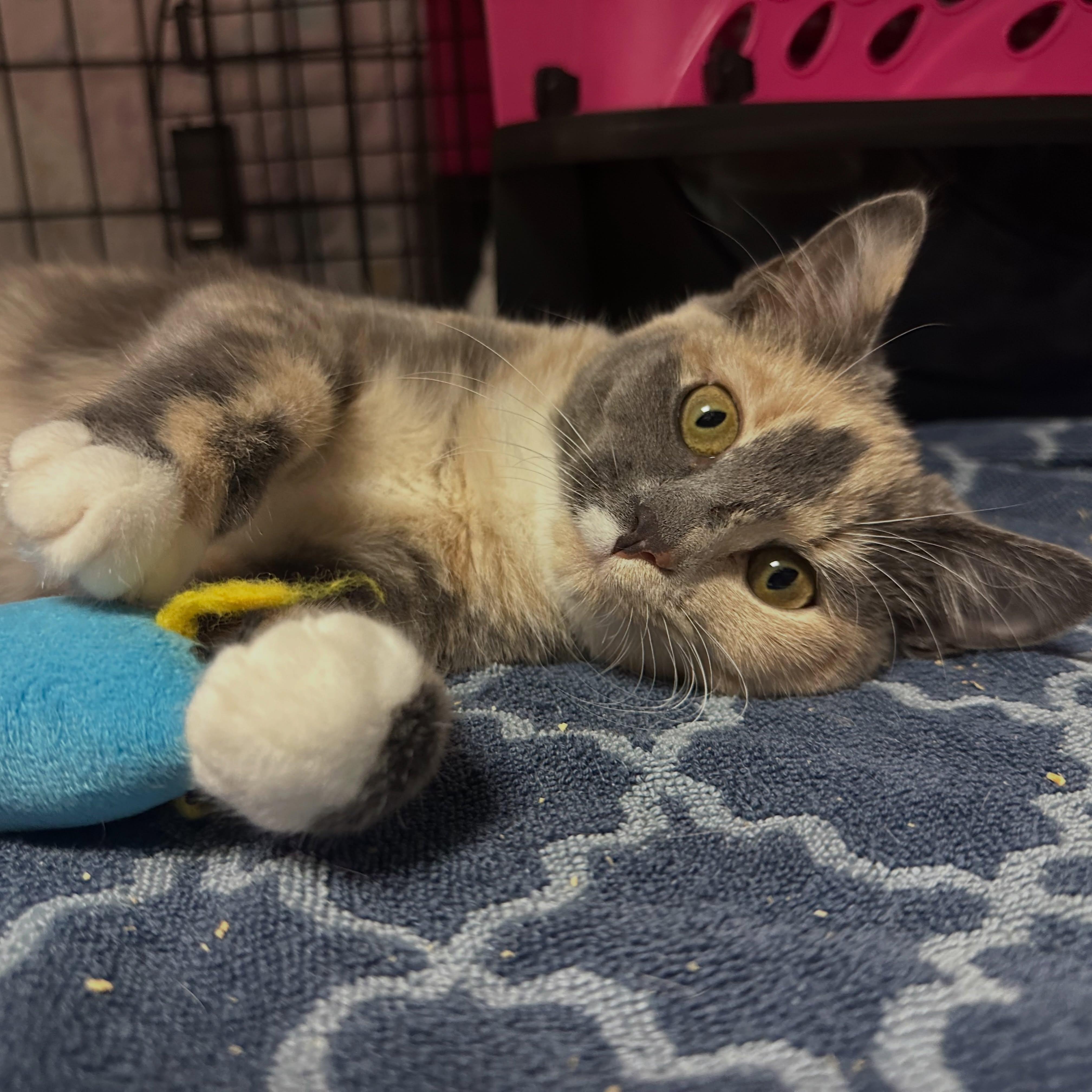 Enlarge Alannah, a Adoptable Dilute Tortoiseshell in McDonald, PA image 1/5