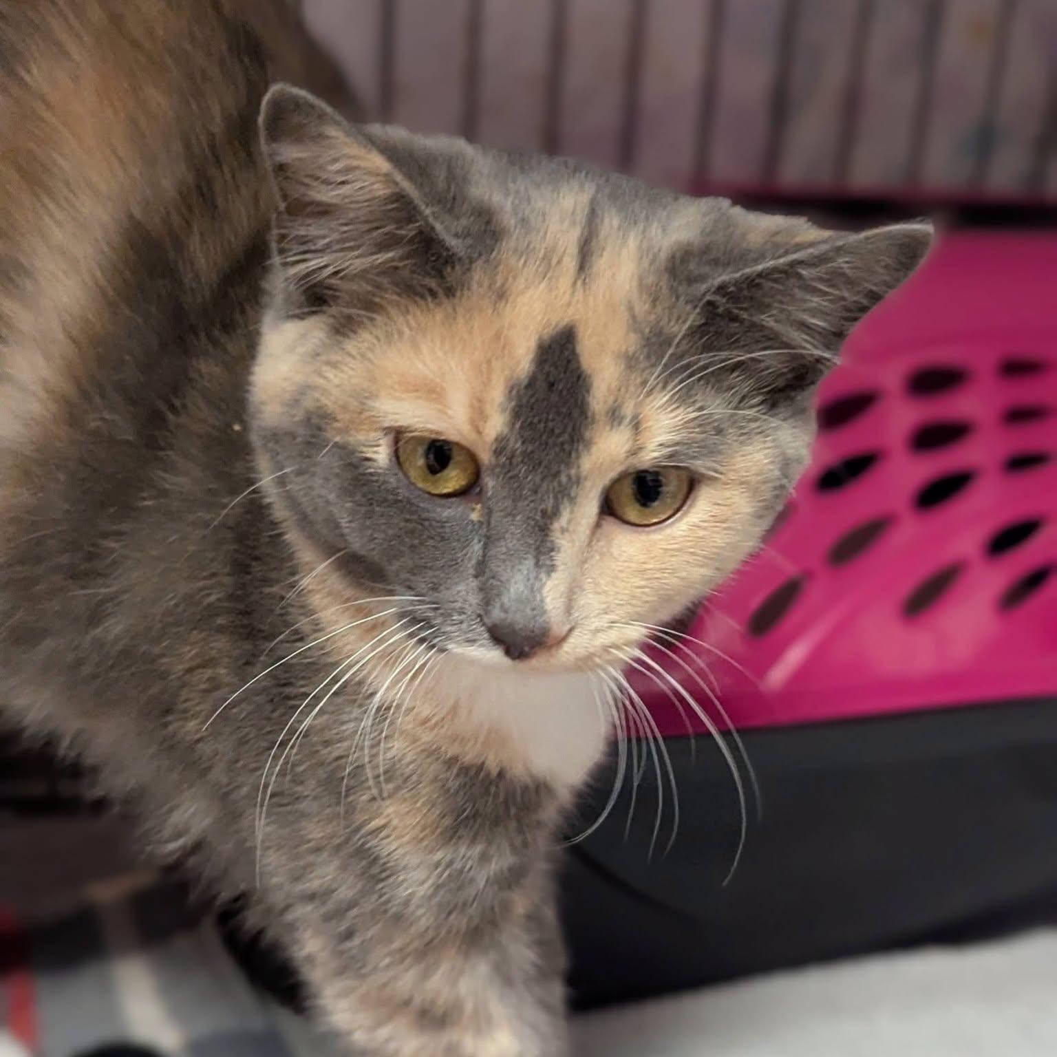 Enlarge Alannah, a Adoptable Dilute Tortoiseshell in McDonald, PA image 3/5
