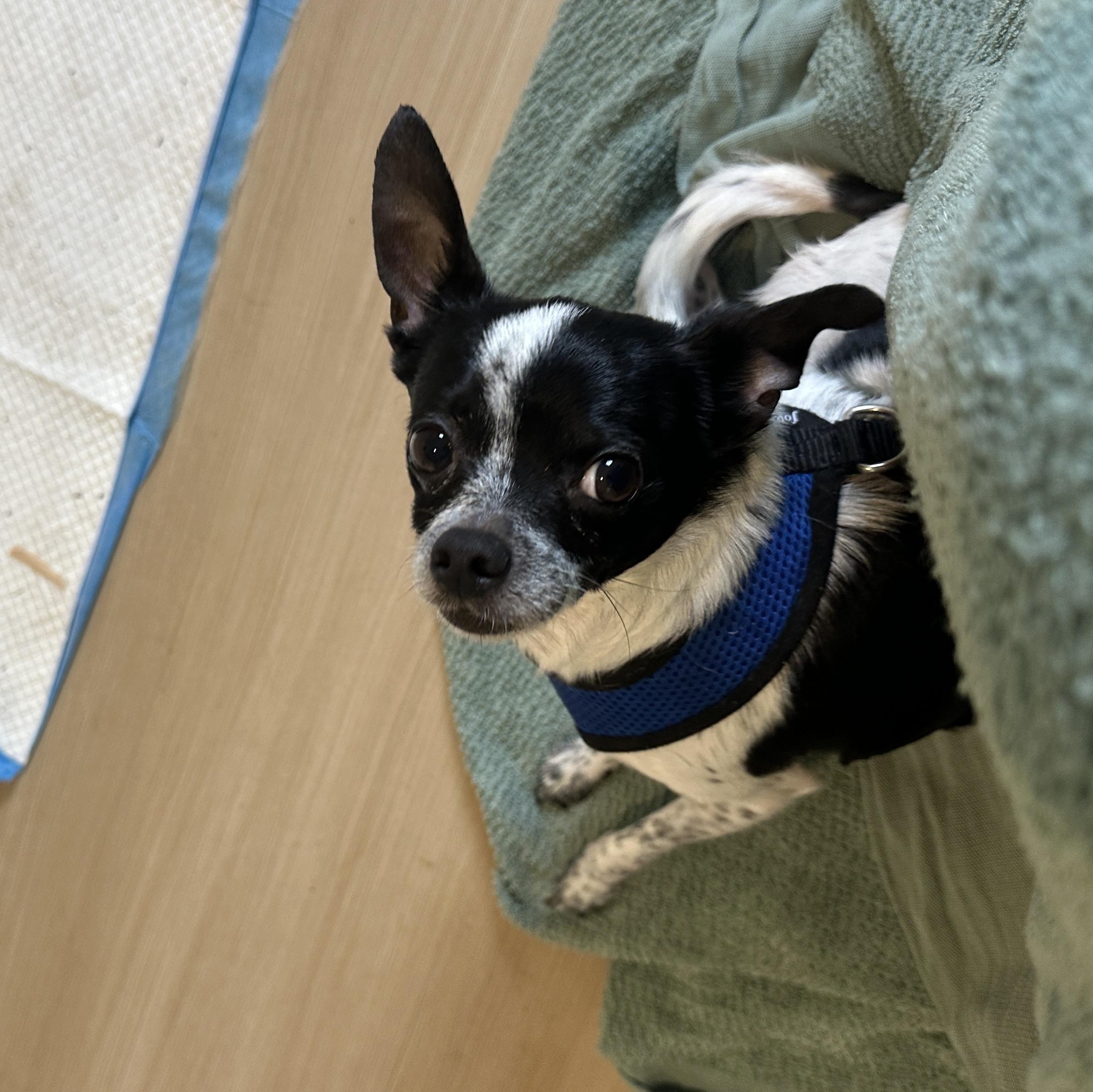 Enlarge Loki, a Adoptable mixed breed in Sheridan, OR image 1/6