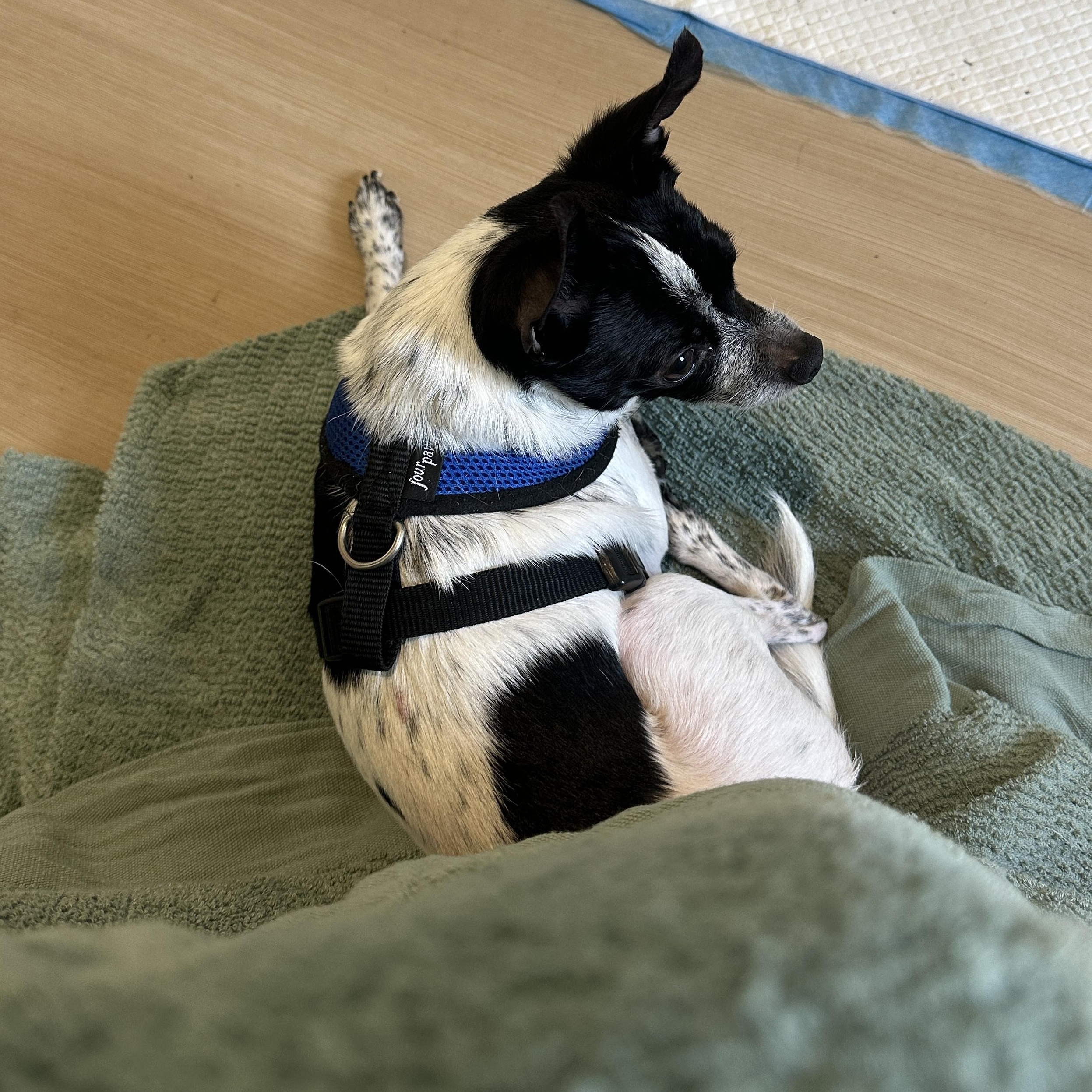 Enlarge Loki, a Adoptable mixed breed in Sheridan, OR image 2/6