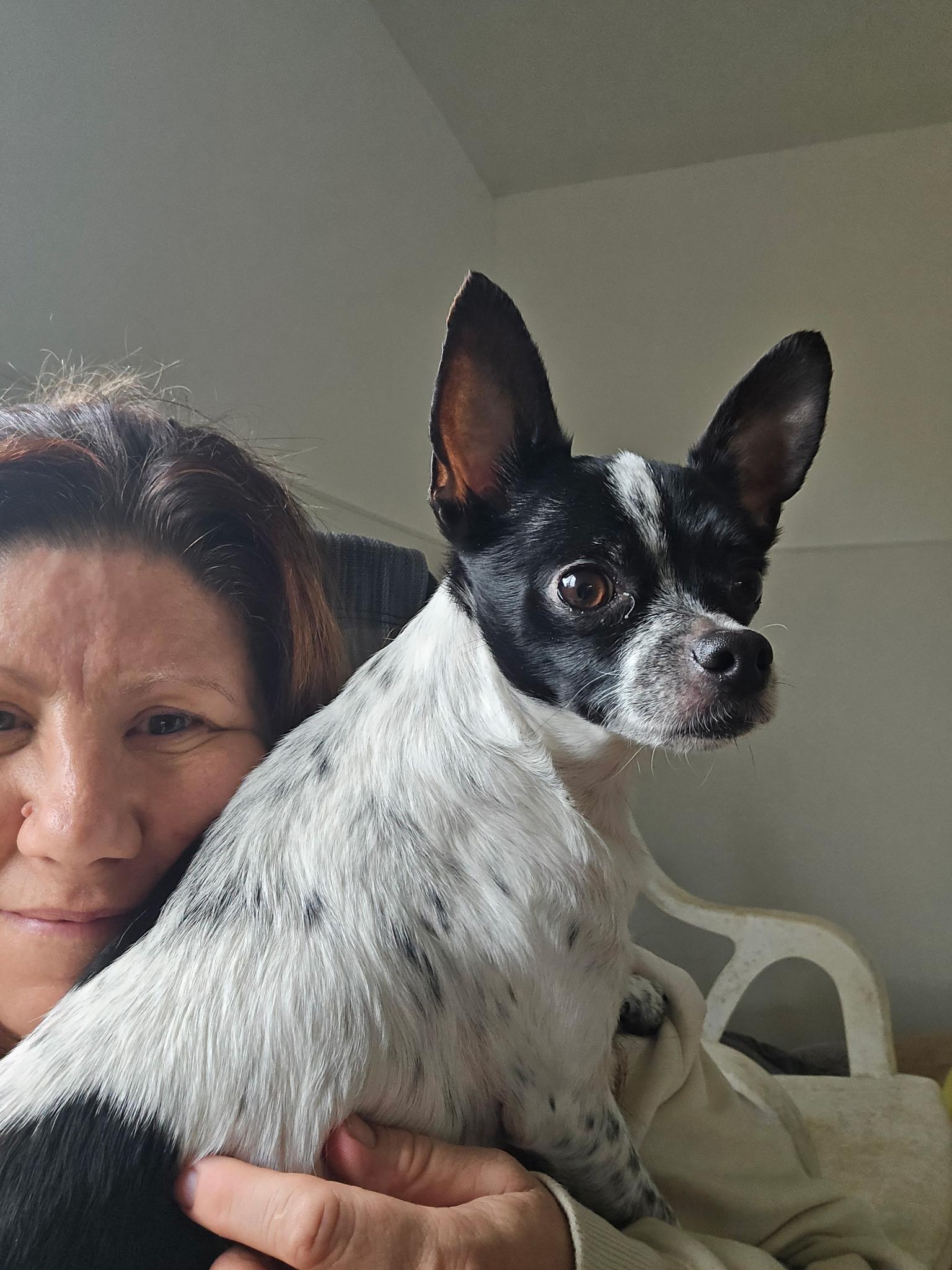 Enlarge Loki, a Adoptable mixed breed in Sheridan, OR image 6/6