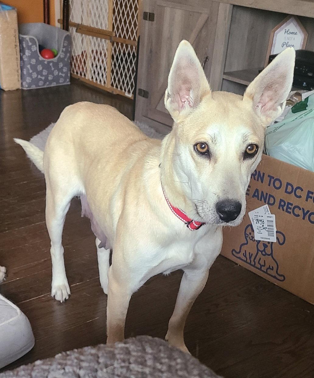 Enlarge Momma Cass, a Adopted Australian Kelpie in Hillside, IL image 1/3
