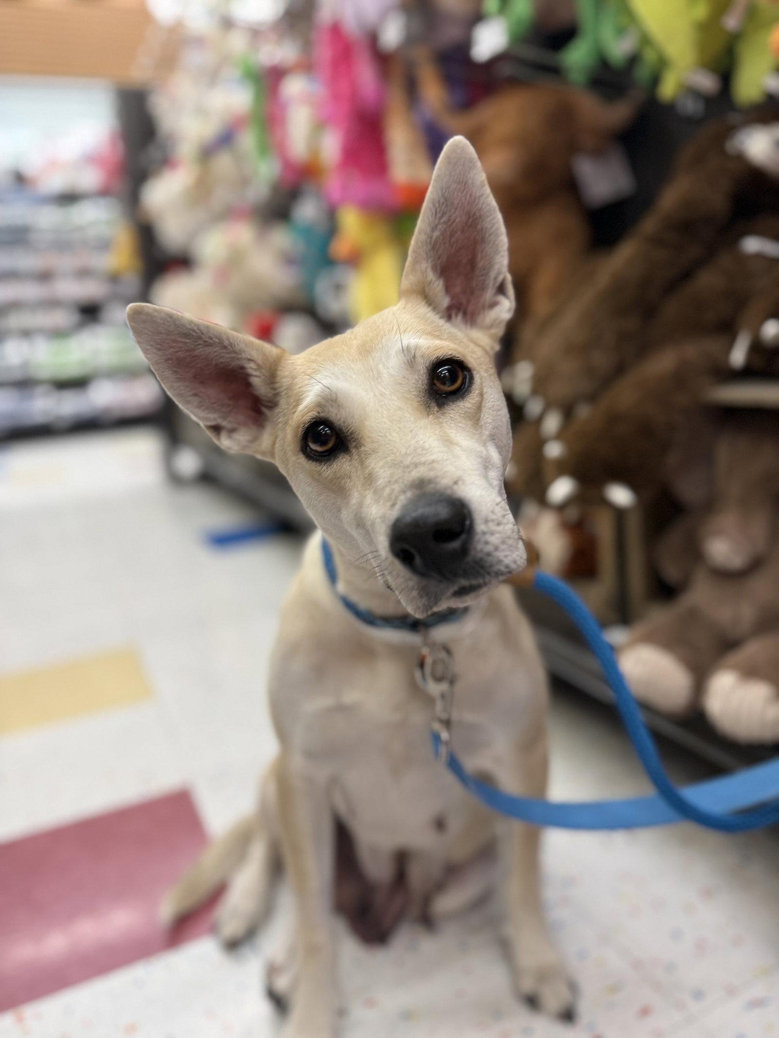 Enlarge Momma Cass, a Adopted Australian Kelpie in Hillside, IL image 2/3
