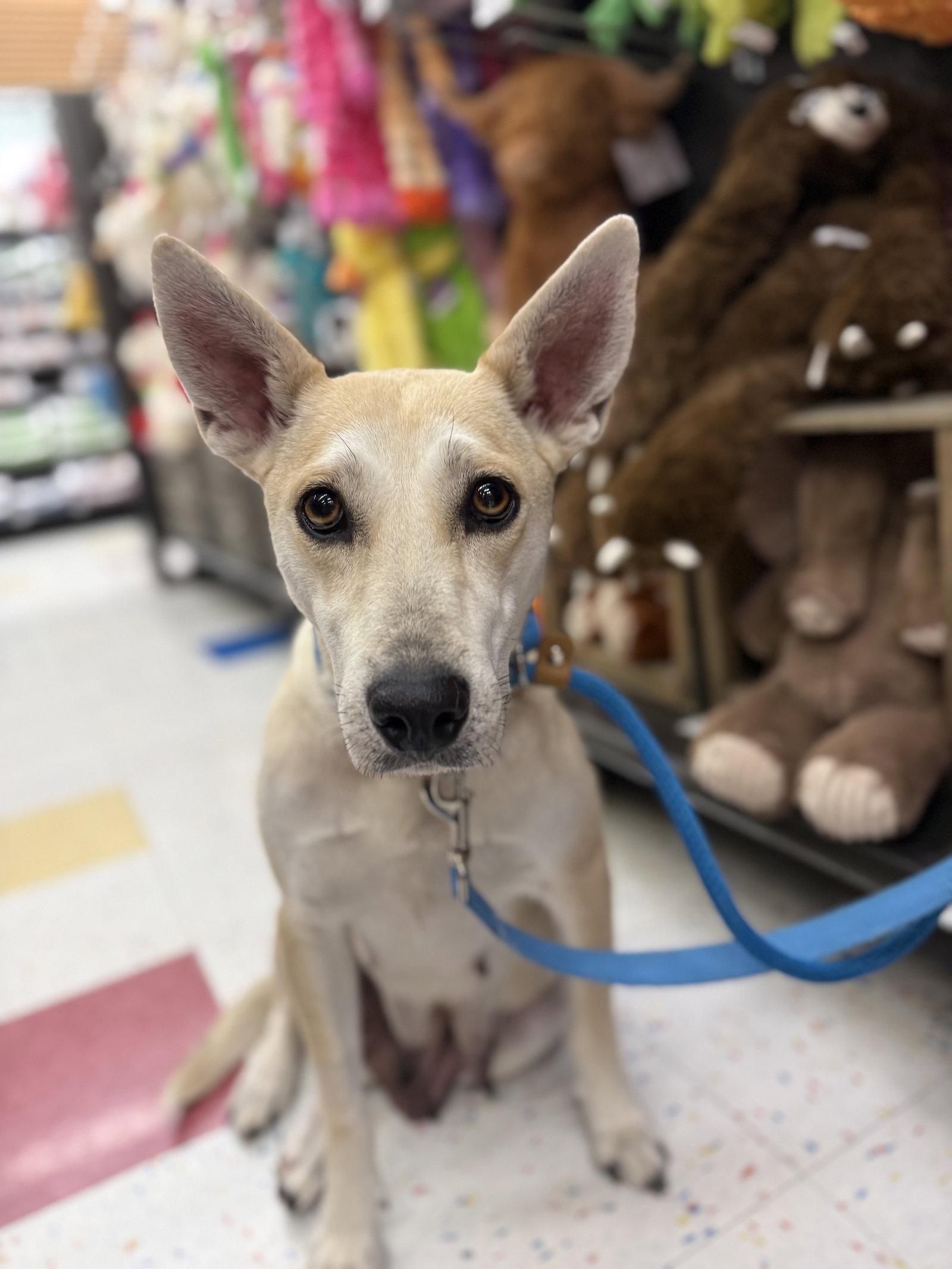 Enlarge Momma Cass, a Adopted Australian Kelpie in Hillside, IL image 3/3