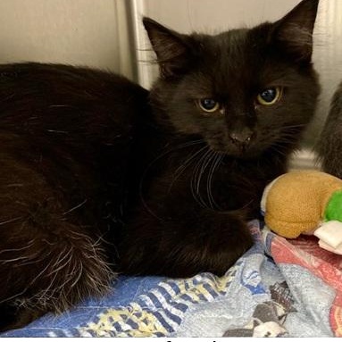 Enlarge Brie, a Adoptable Domestic Long Hair in Ocean Isle Beach, NC image 1/2