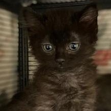 Enlarge Brie, a Adoptable Domestic Long Hair in Ocean Isle Beach, NC image 2/2