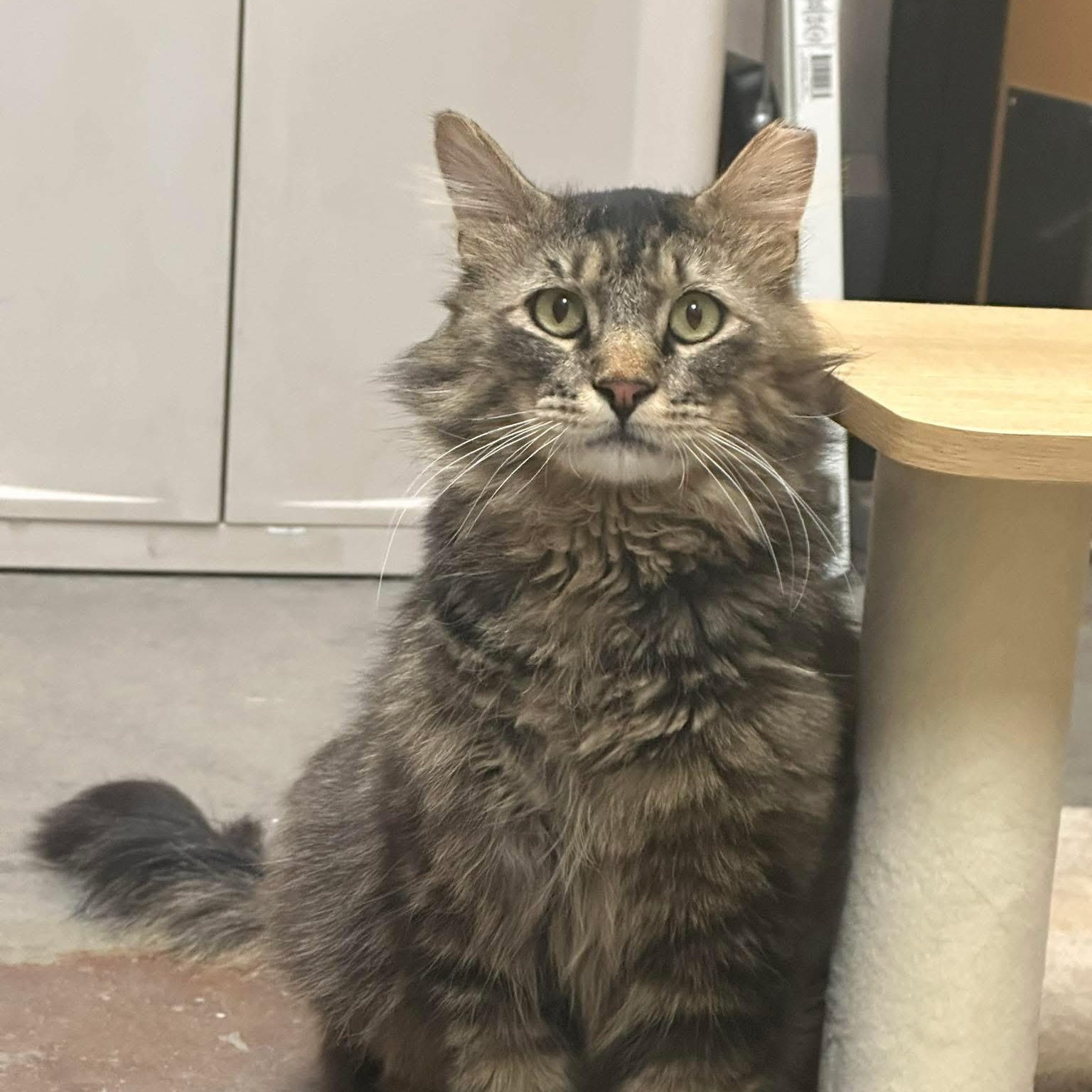 Romeo, adopted, Young Male Domestic Long Hair.