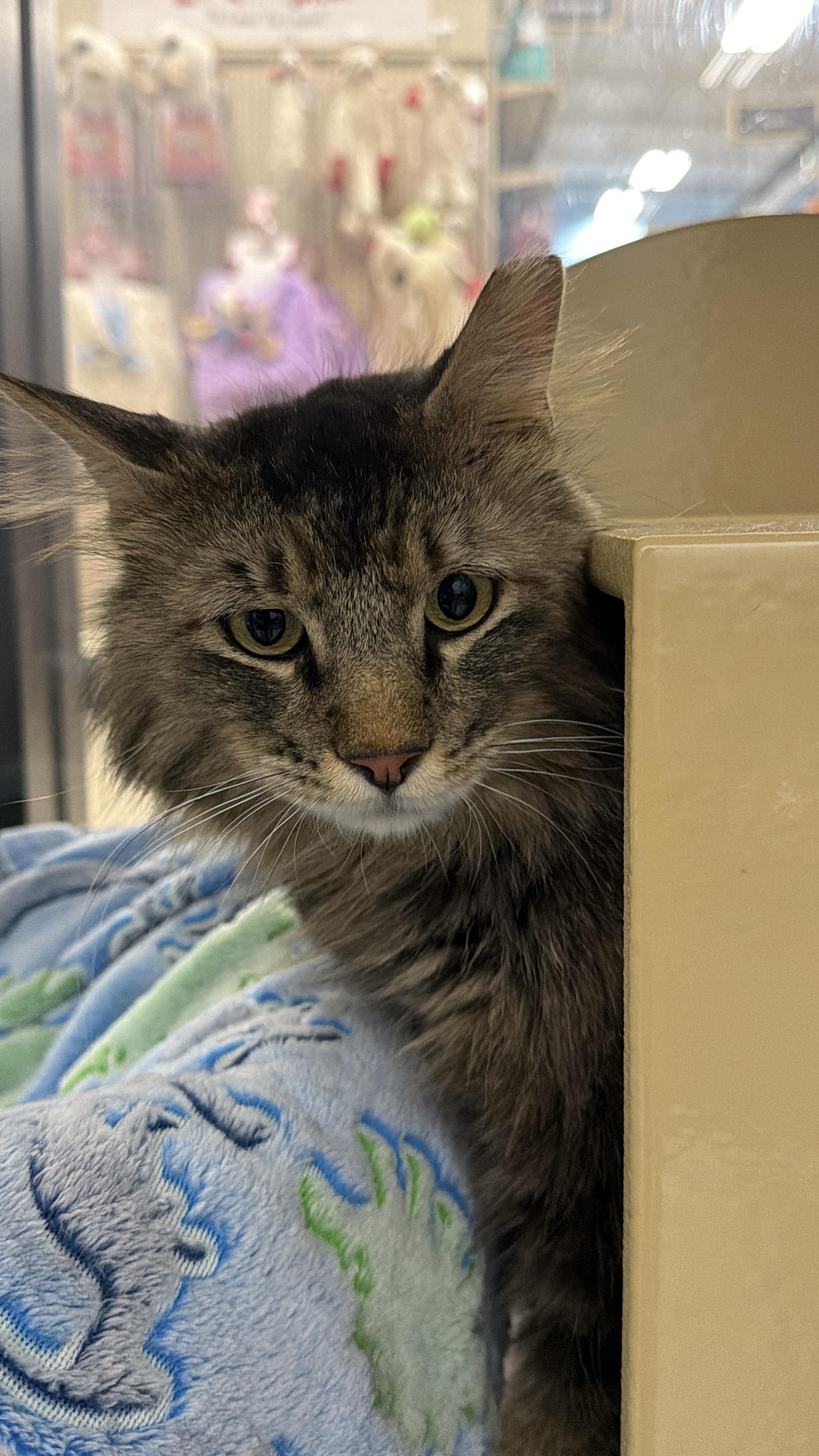 Enlarge Romeo, an adopted Domestic Long Hair in Chandler, AZ image 4/4