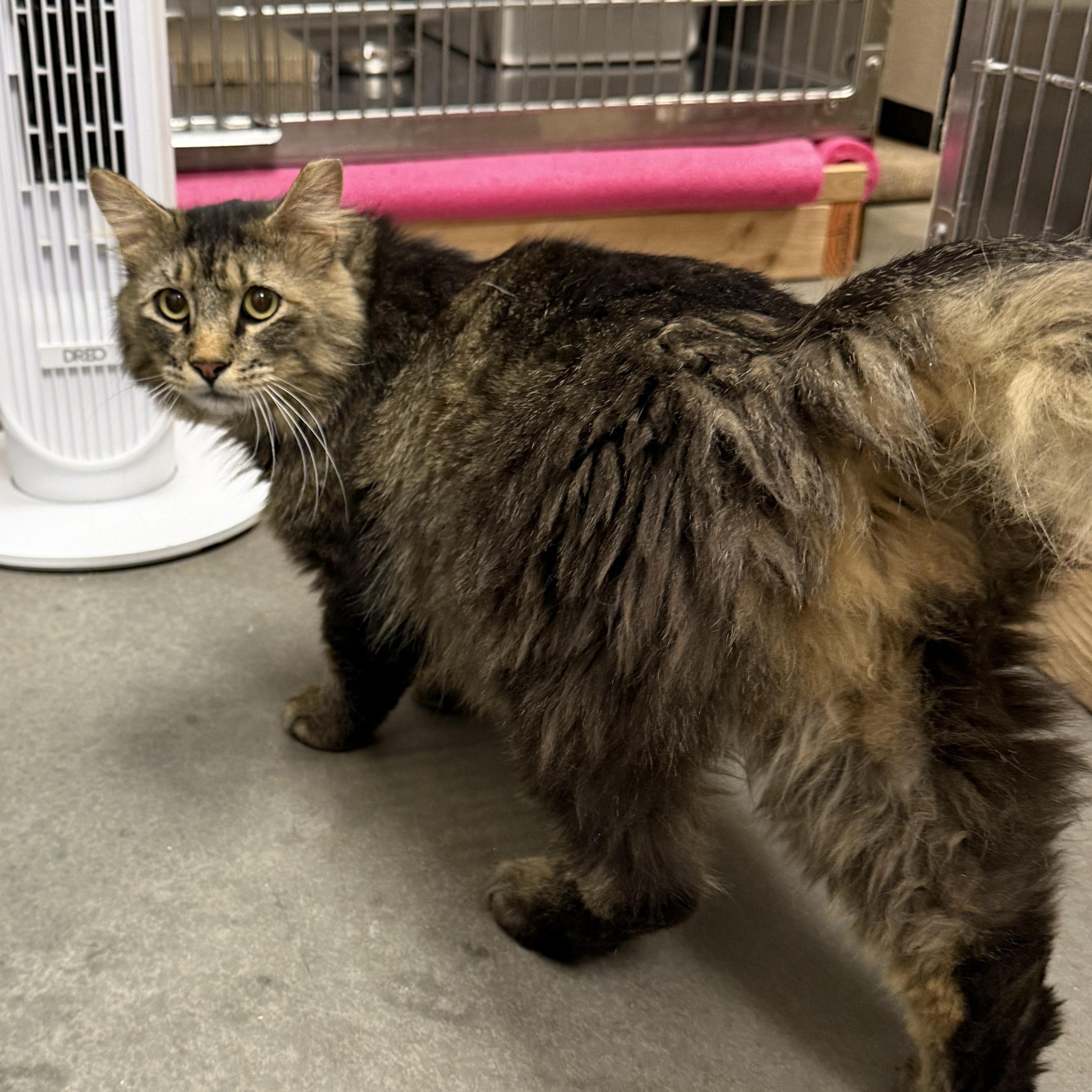Enlarge Romeo, an adopted Domestic Long Hair in Chandler, AZ image 3/4