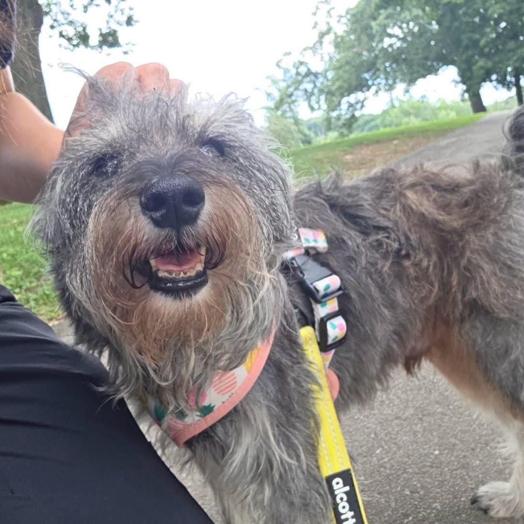 Jimothy, ADOPTABLE, Adult Male Miniature Schnauzer.