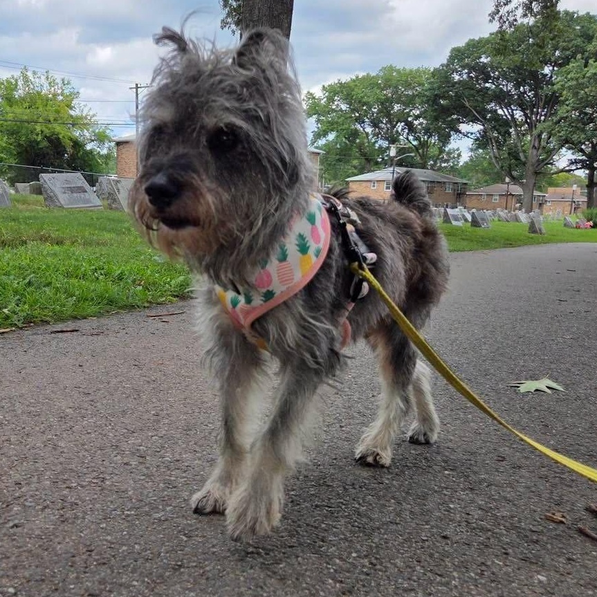 Jimothy, a ADOPTABLE mixed breed in Bloomfield, NJ image 5/6